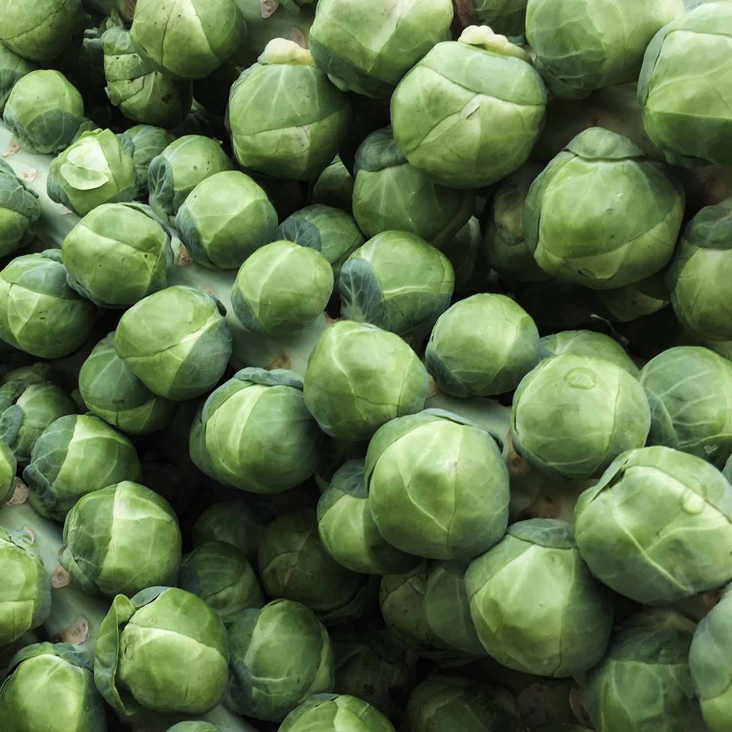 Brussels Sprout  'Brigitte' - Image 4