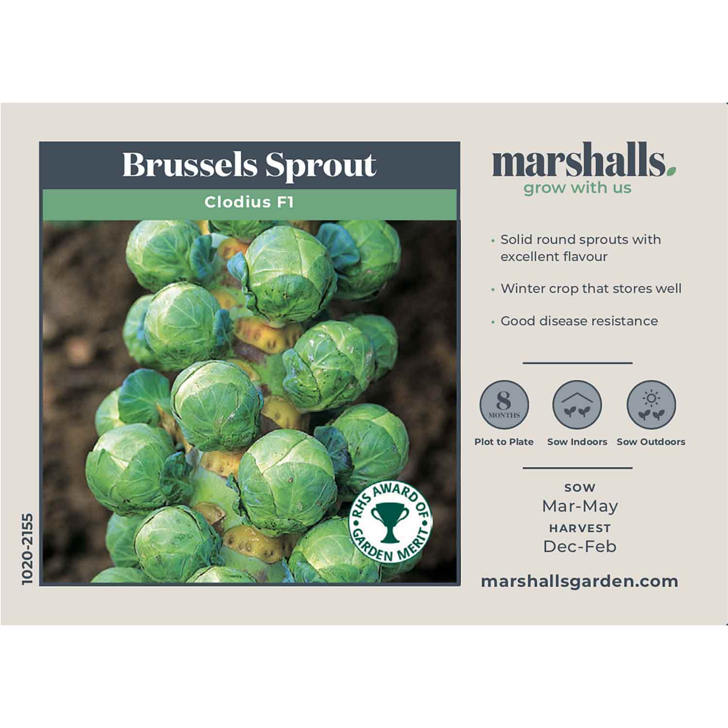 Brussels Sprout Seeds 'Clodius' F1 - Image 2