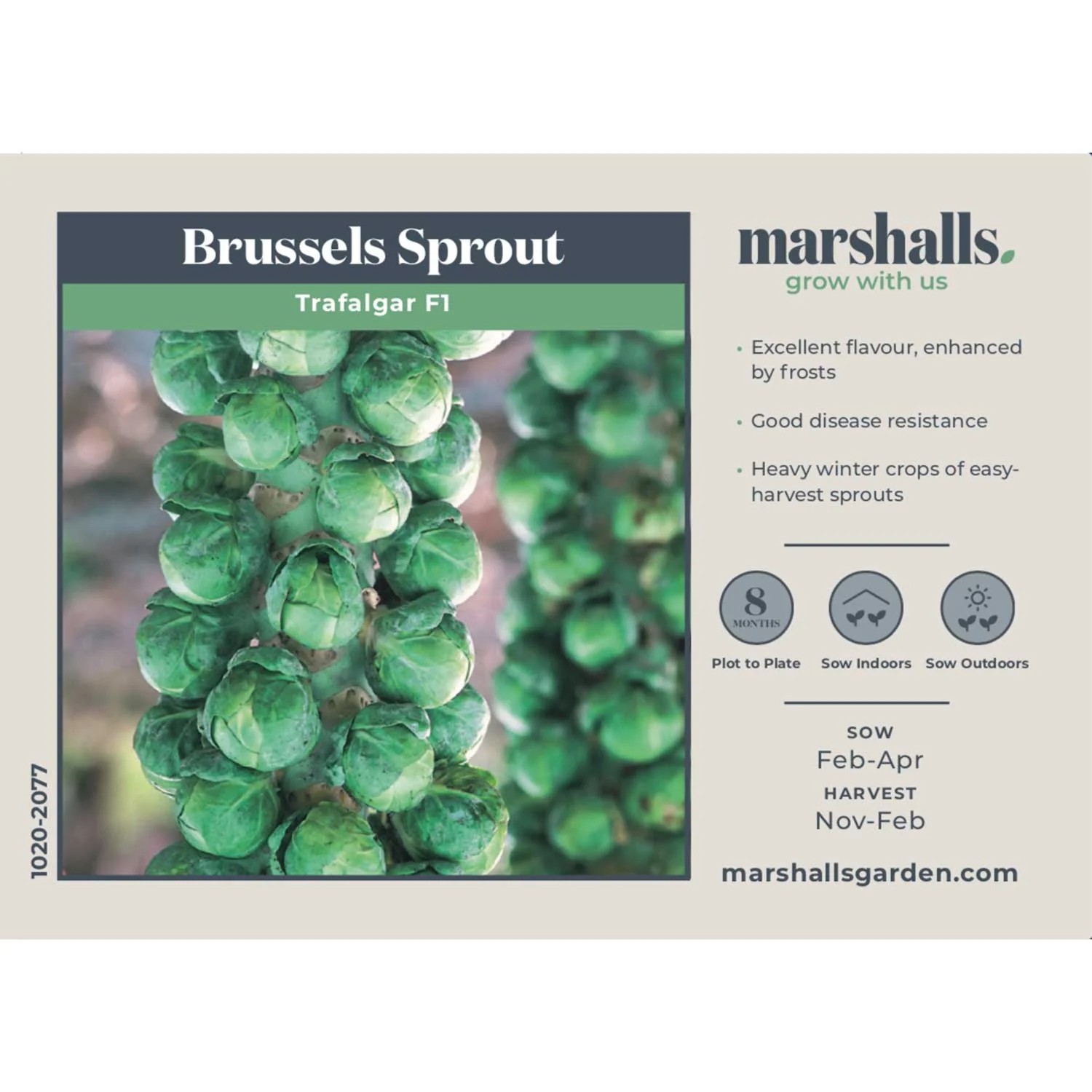 Brussels Sprout Seeds 'Trafalgar' F1 - Image 3
