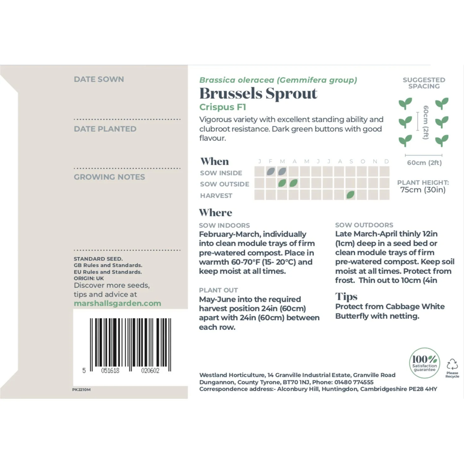 Brussels Sprout Seeds 'Long Crop' Duo Pack - Image 7