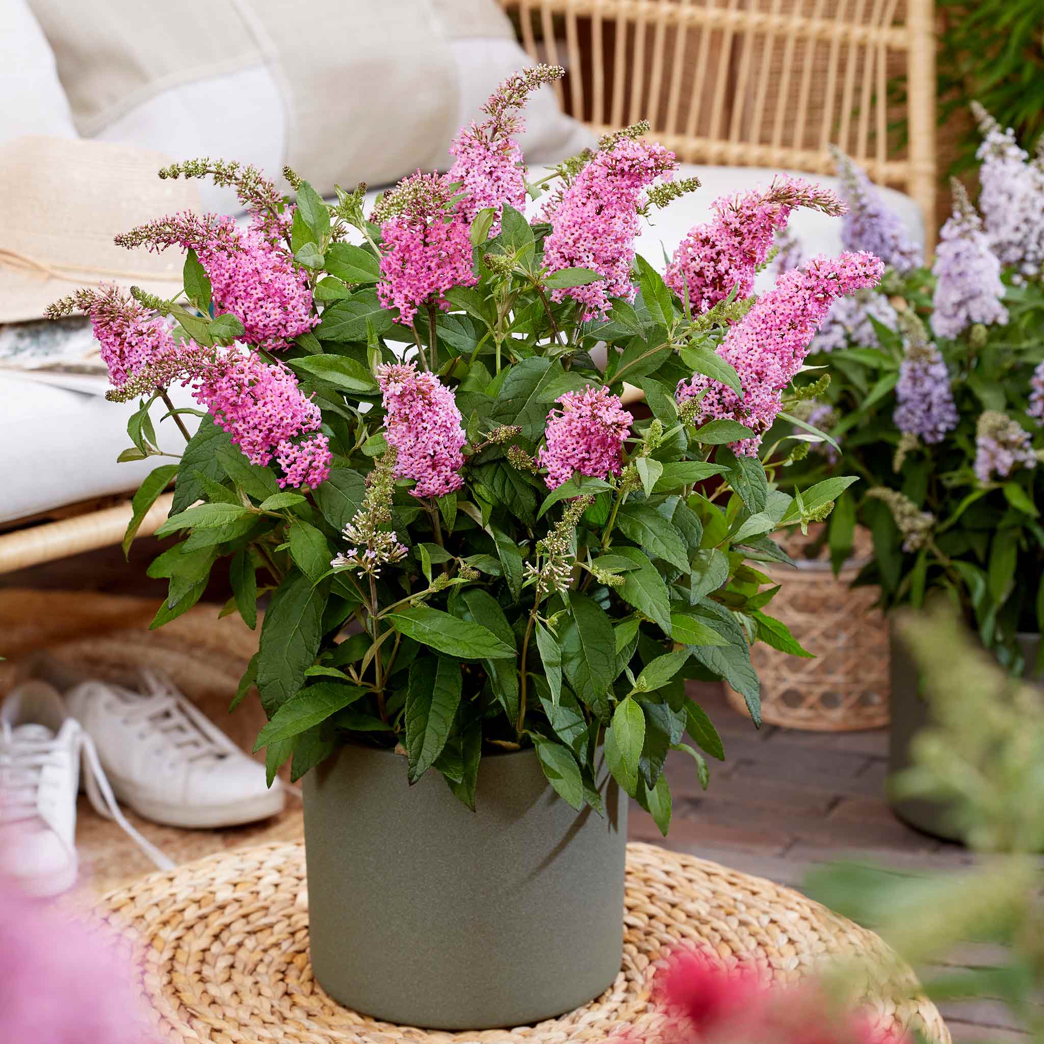 Buddleja 'Butterfly Candy Little Pink' - Image 2