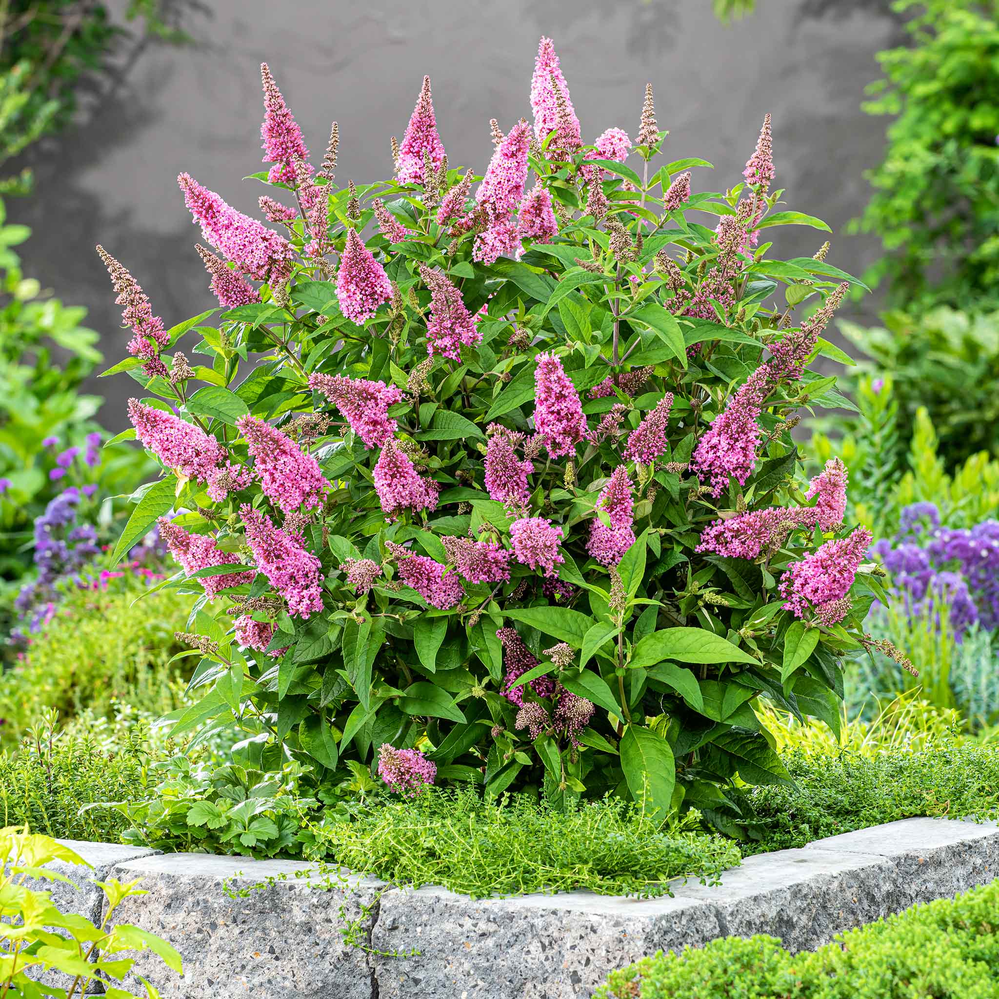 Buddleja 'Butterfly Candy Little Pink' - Image 6