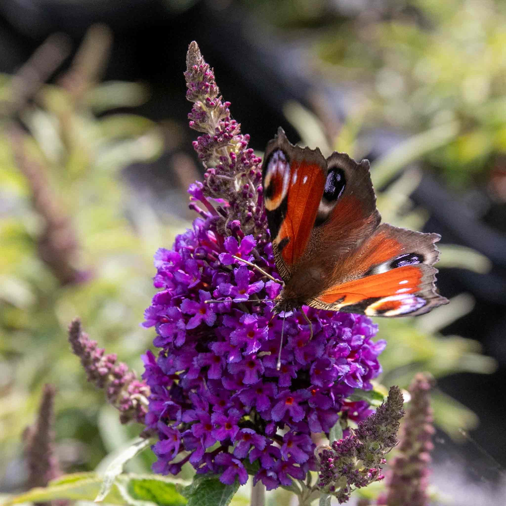 Buddleja 'Butterfly Candy Little Purple'