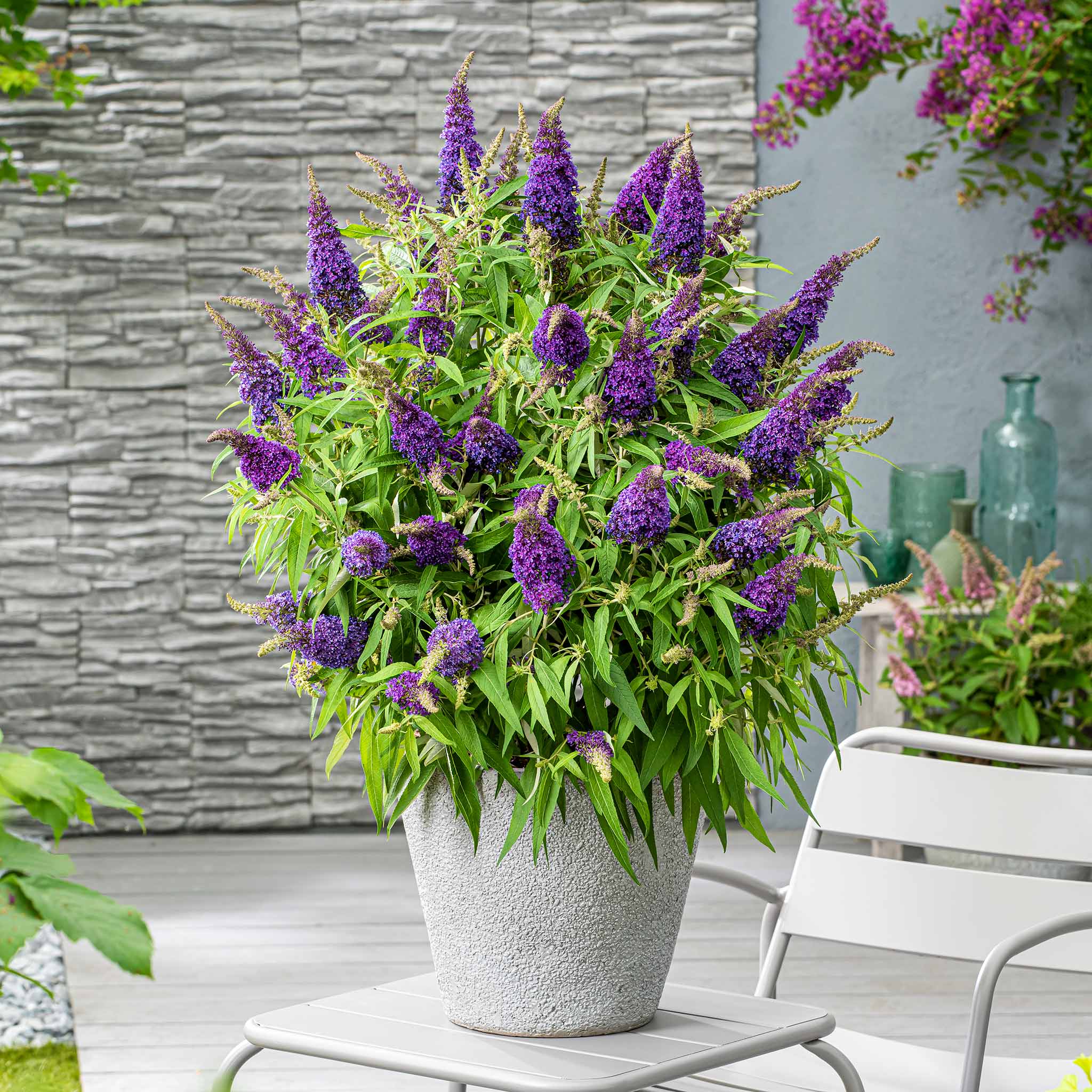 Buddleja 'Butterfly Candy Little Purple' - Image 2
