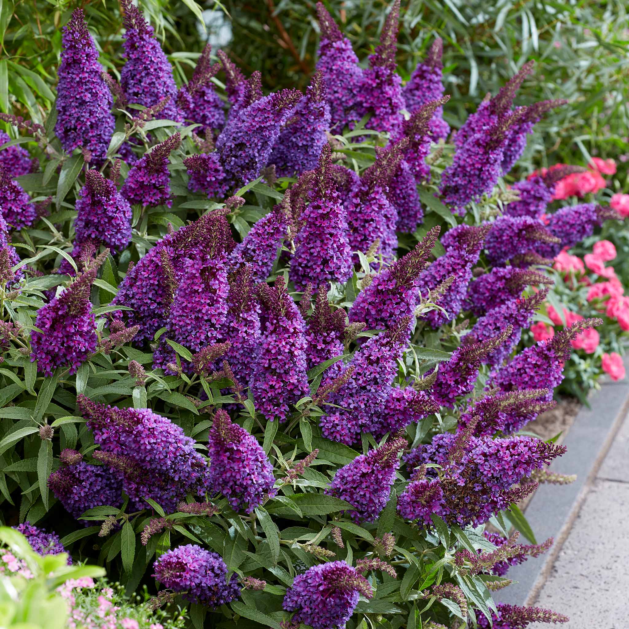 Buddleja 'Butterfly Candy Little Purple' - Image 3