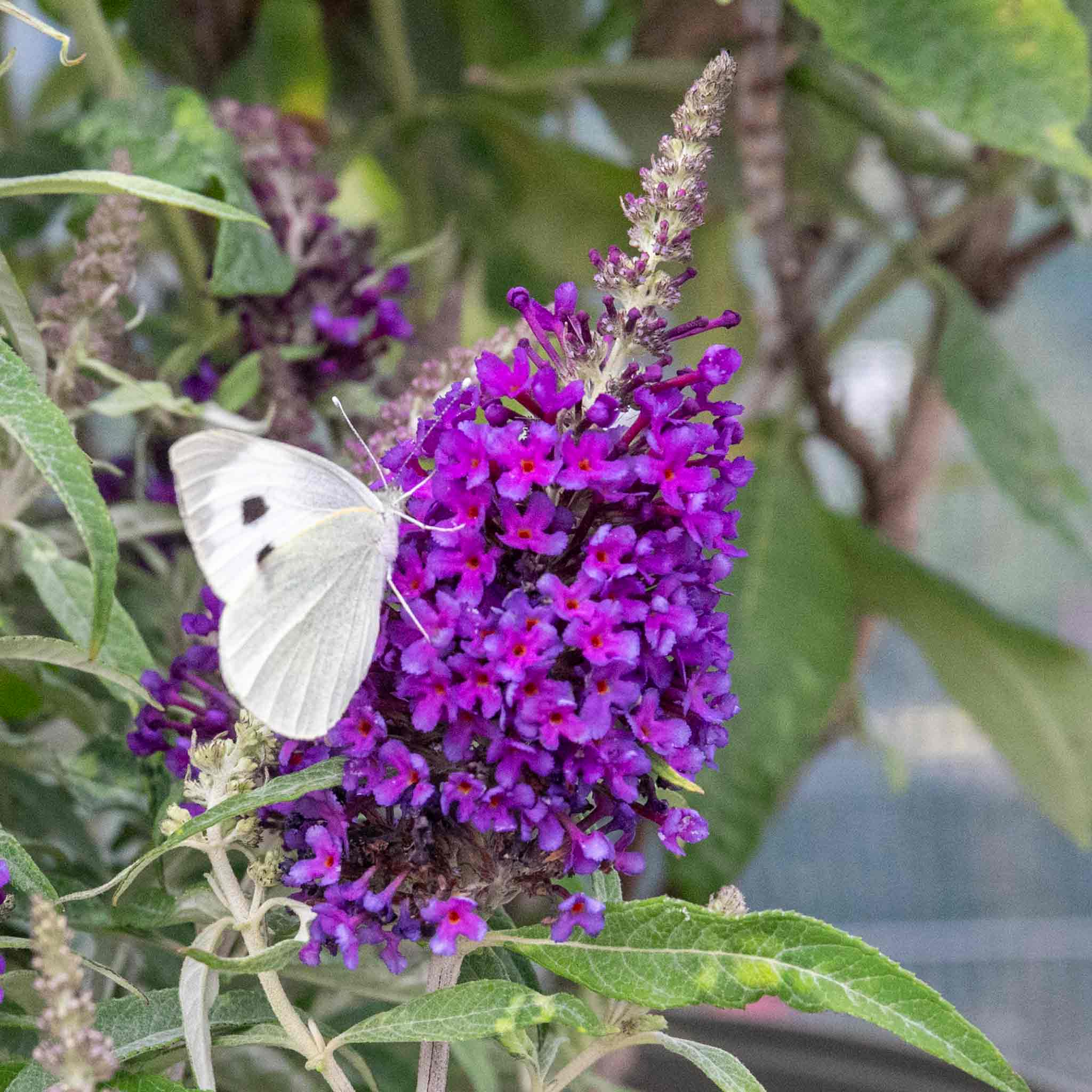Buddleja 'Butterfly Candy Little Purple' - Image 4