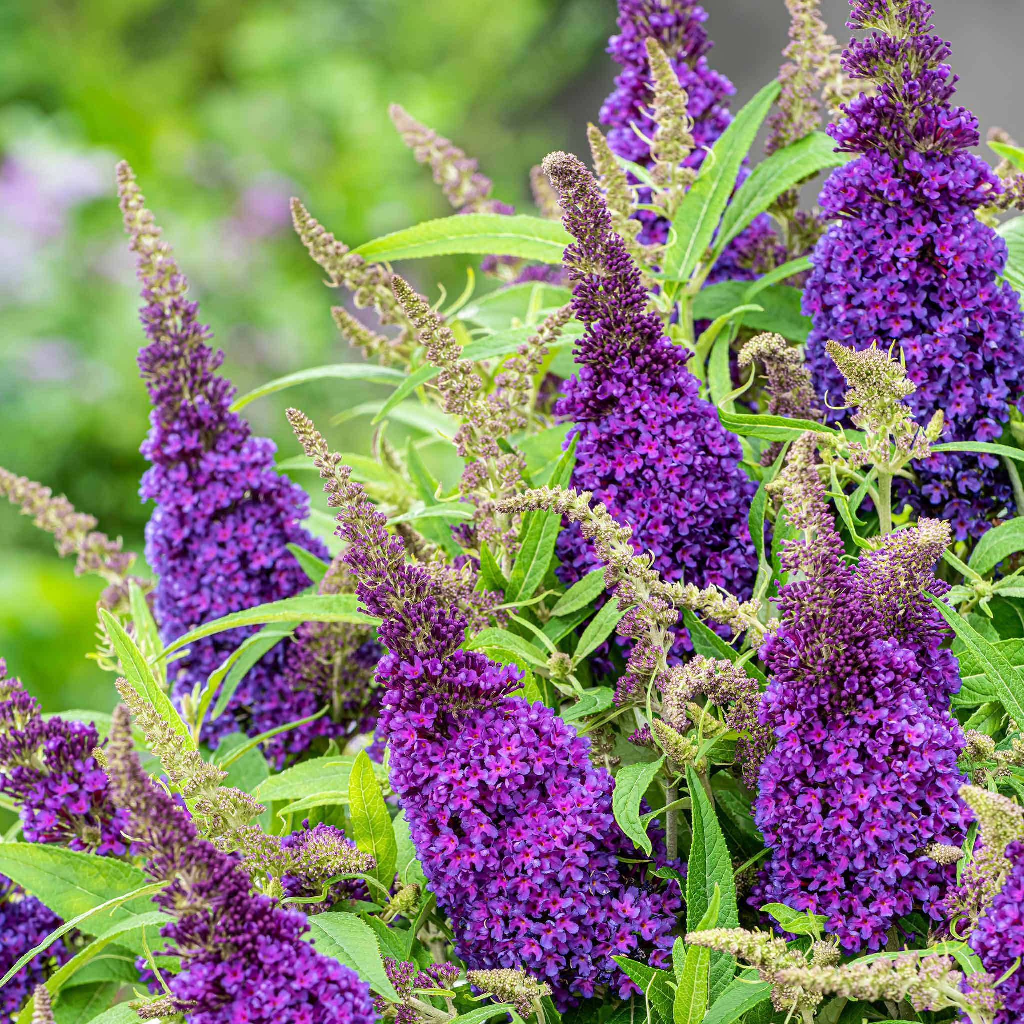 Buddleja 'Butterfly Candy Little Purple' - Image 6