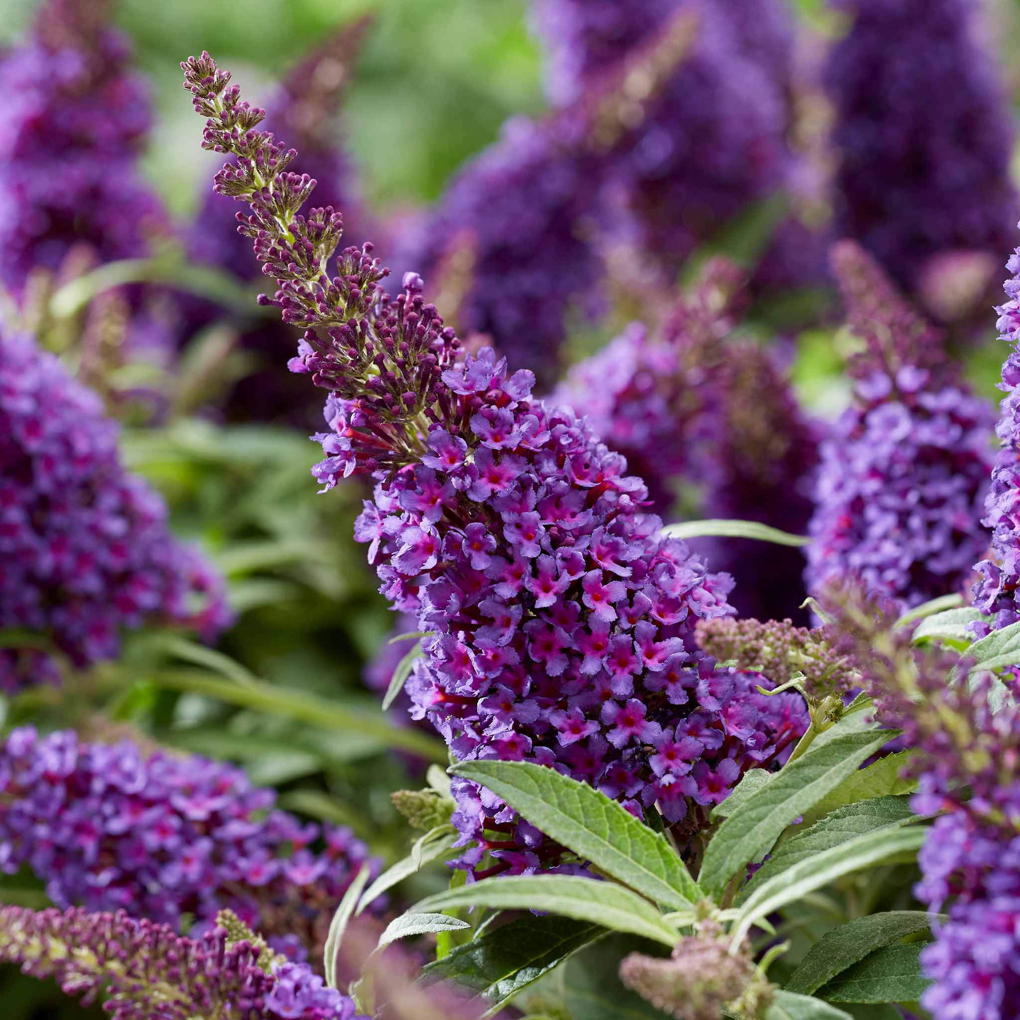 Buddleja 'Butterfly Candy Little Purple' - Image 7