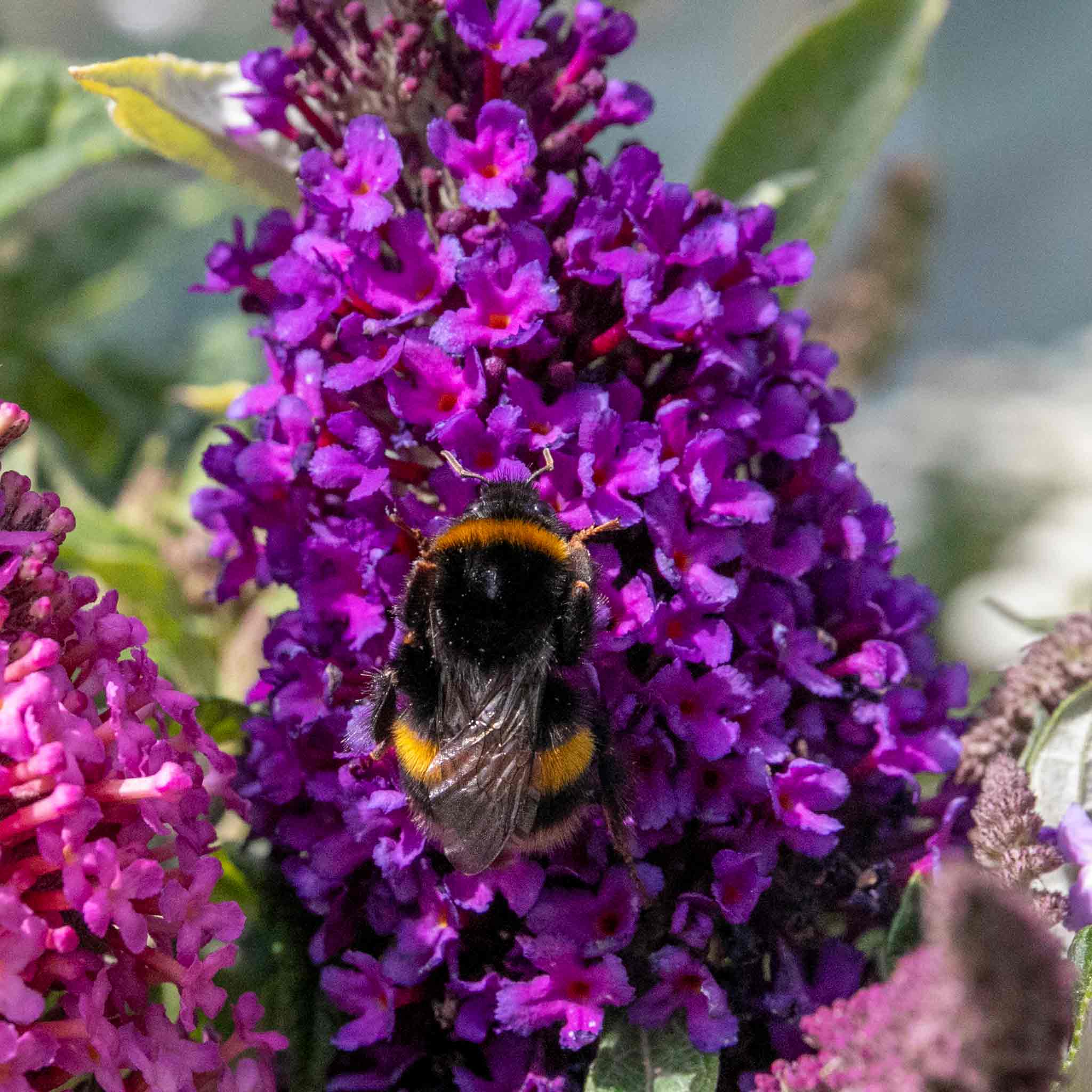 Buddleja 'Butterfly Candy Little Purple' - Image 8