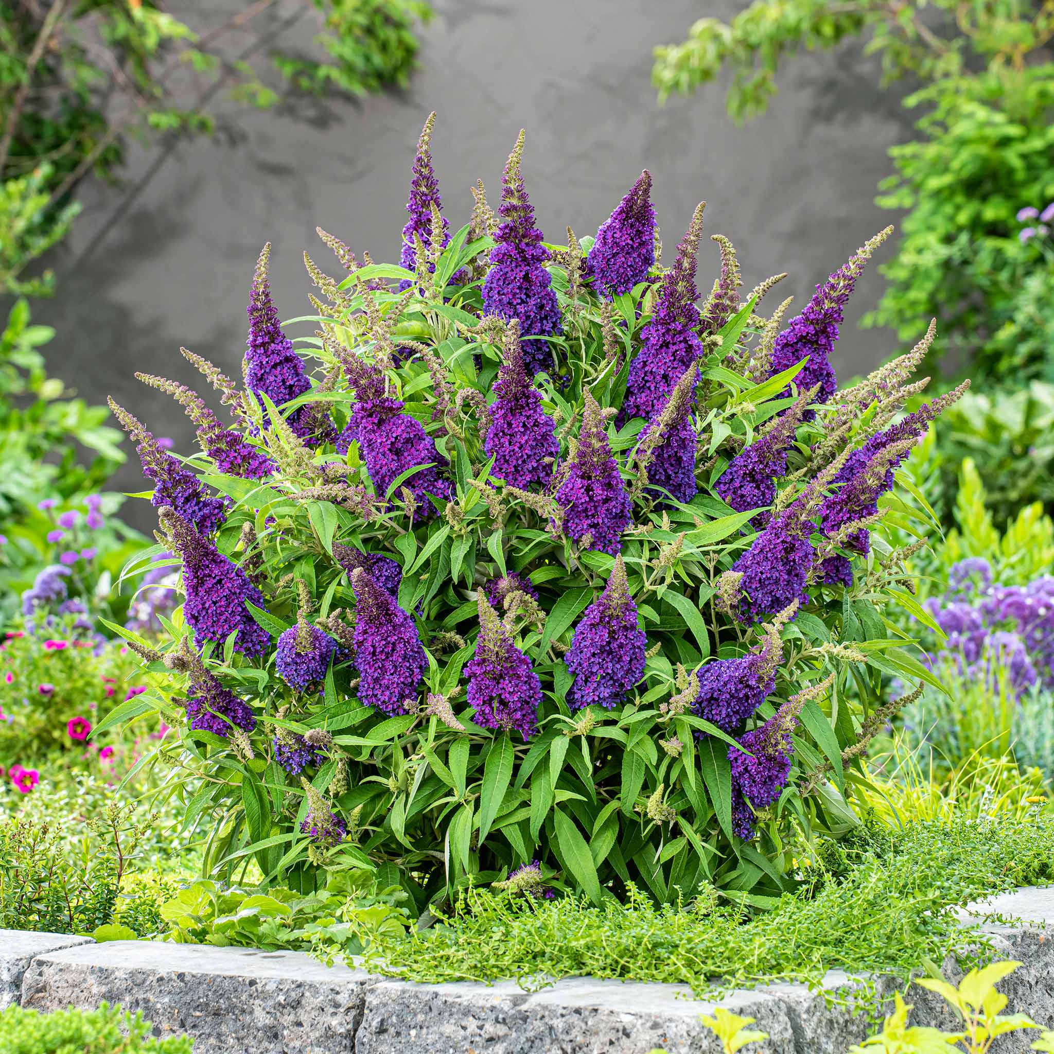 Buddleja 'Butterfly Candy Little Purple' - Image 9