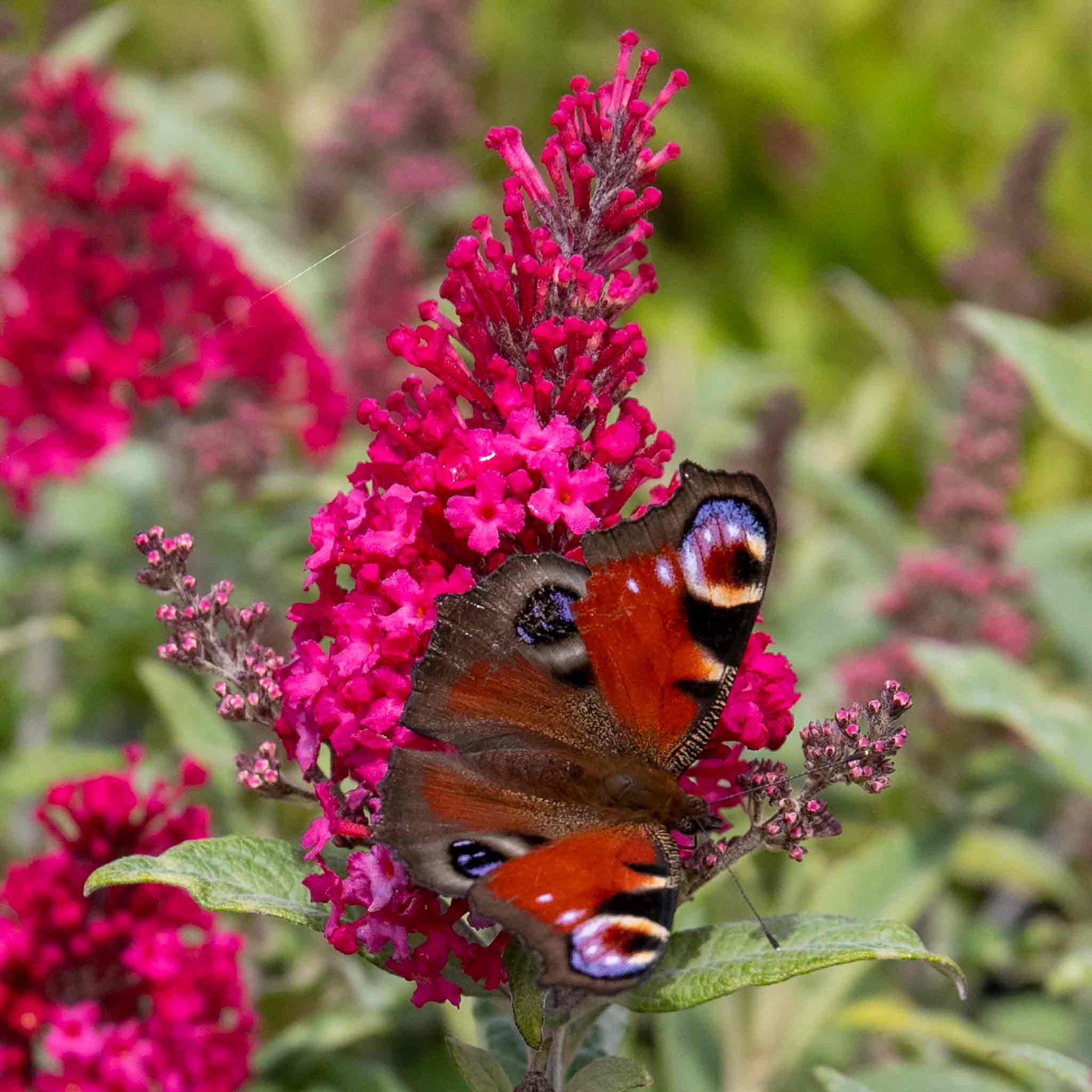 Buddleja 'Butterfly Candy Little Ruby' - Image 11