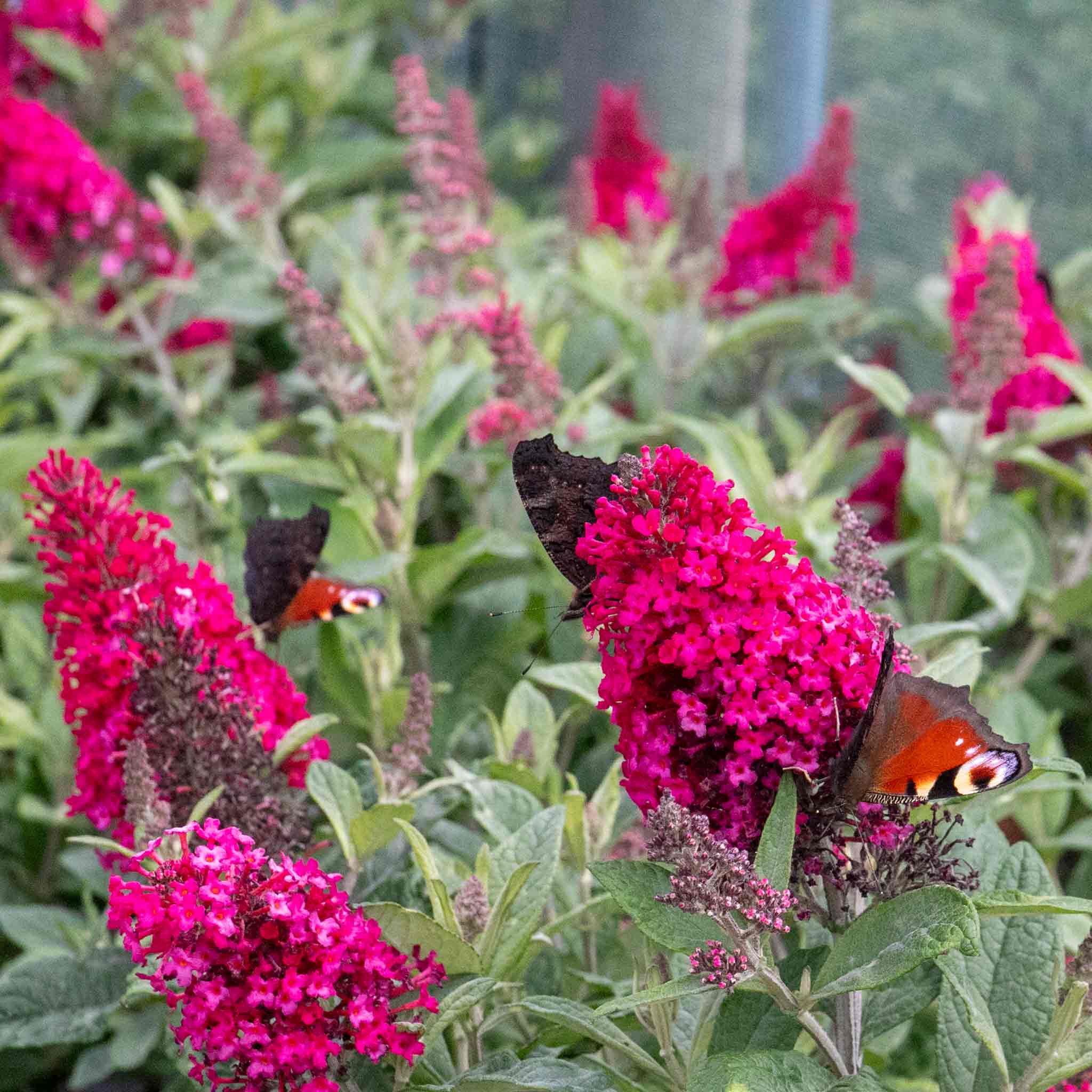 Buddleja 'Butterfly Candy Little Ruby' - Image 12