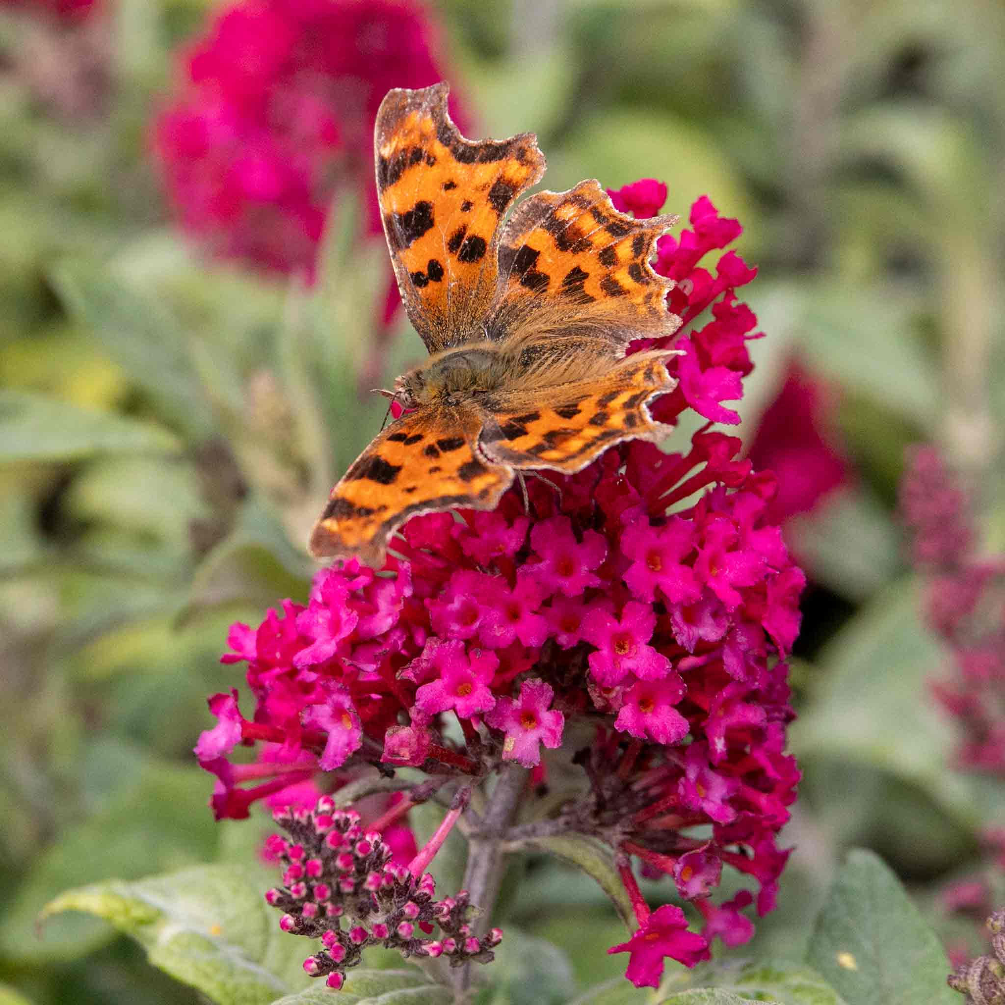 Buddleja 'Butterfly Candy Little Ruby' - Image 13
