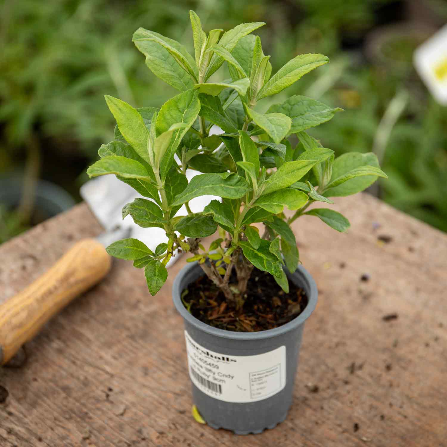 Buddleja 'Butterfly Candy Little Ruby' - Image 6