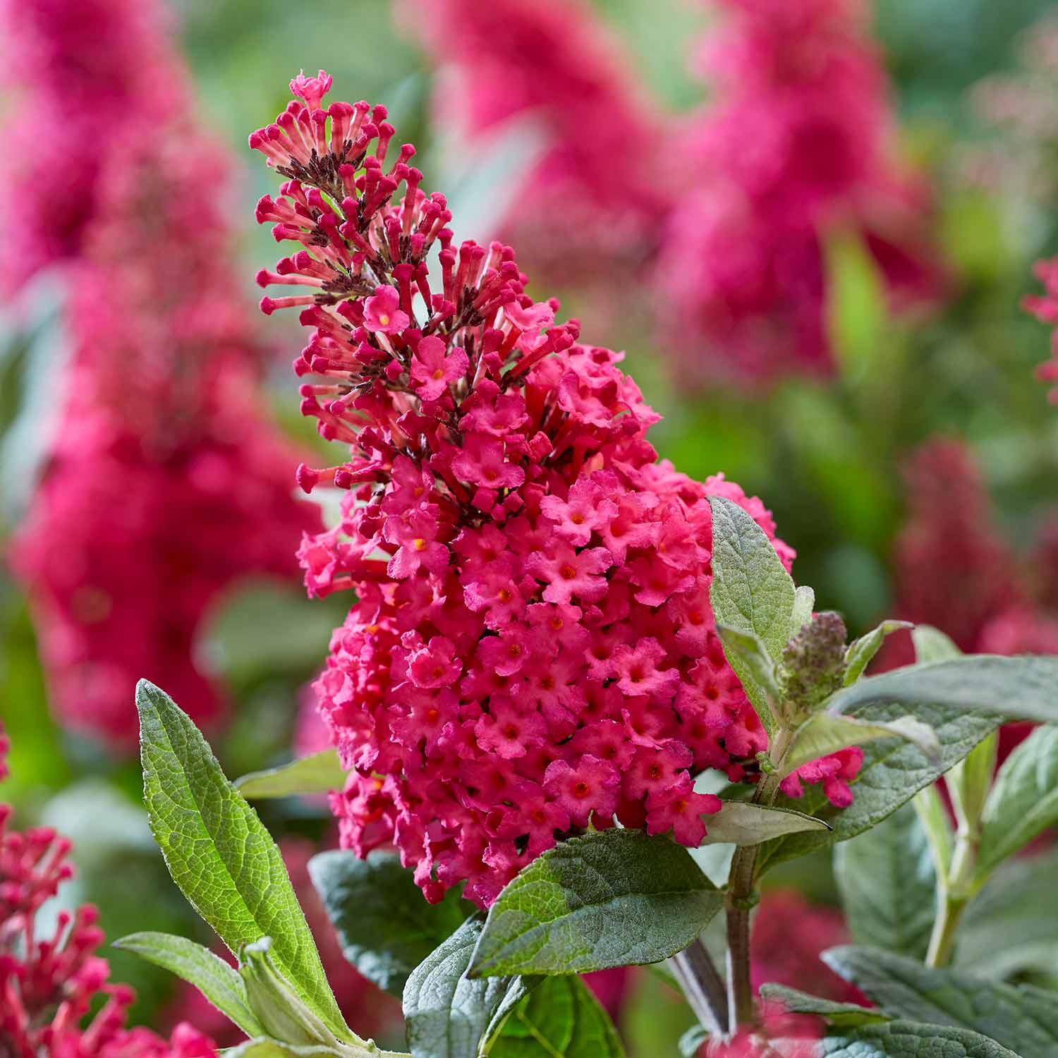 Buddleja 'Butterfly Candy Little Ruby' - Image 8