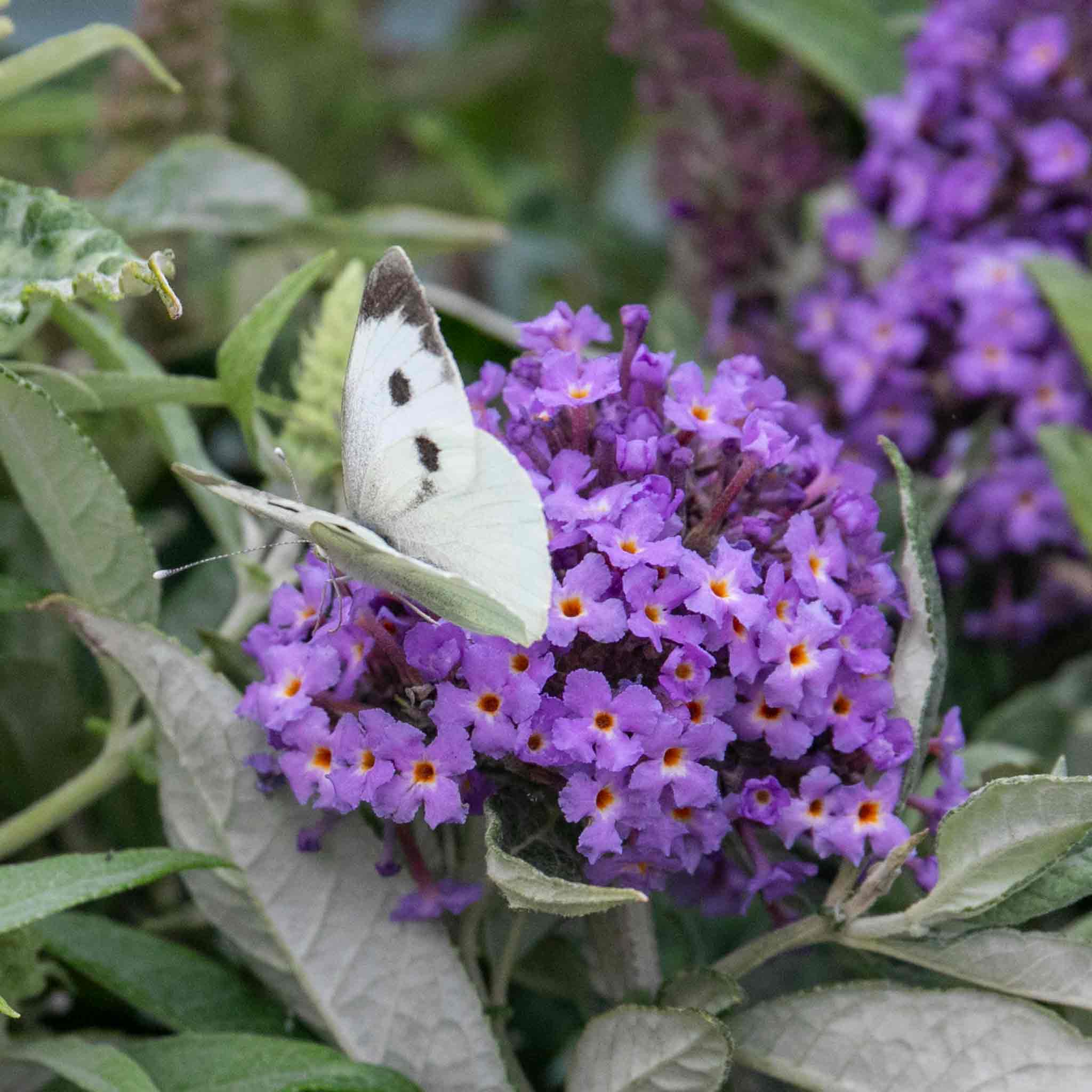 Buddleja 'Butterfly Candy Little Sweetheart' - Image 2