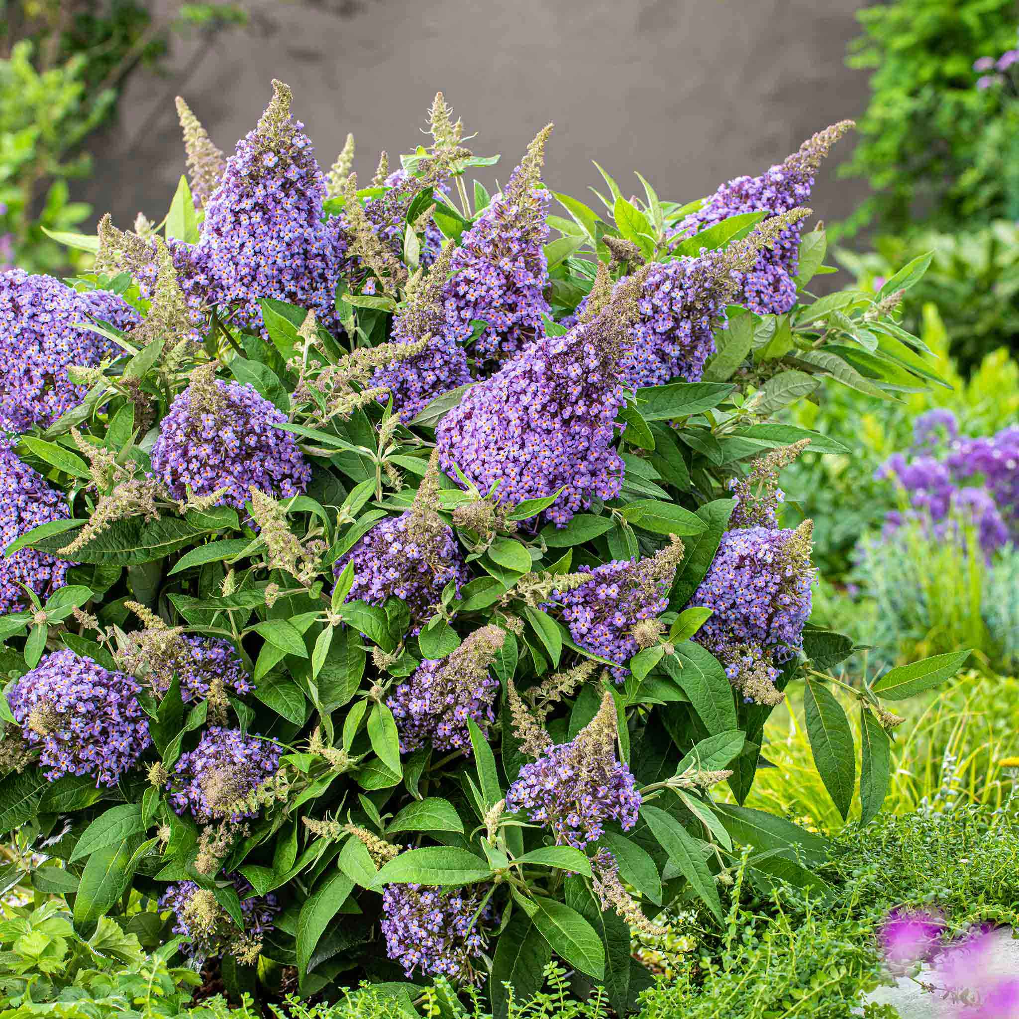 Buddleja 'Butterfly Candy Little Sweetheart' - Image 7