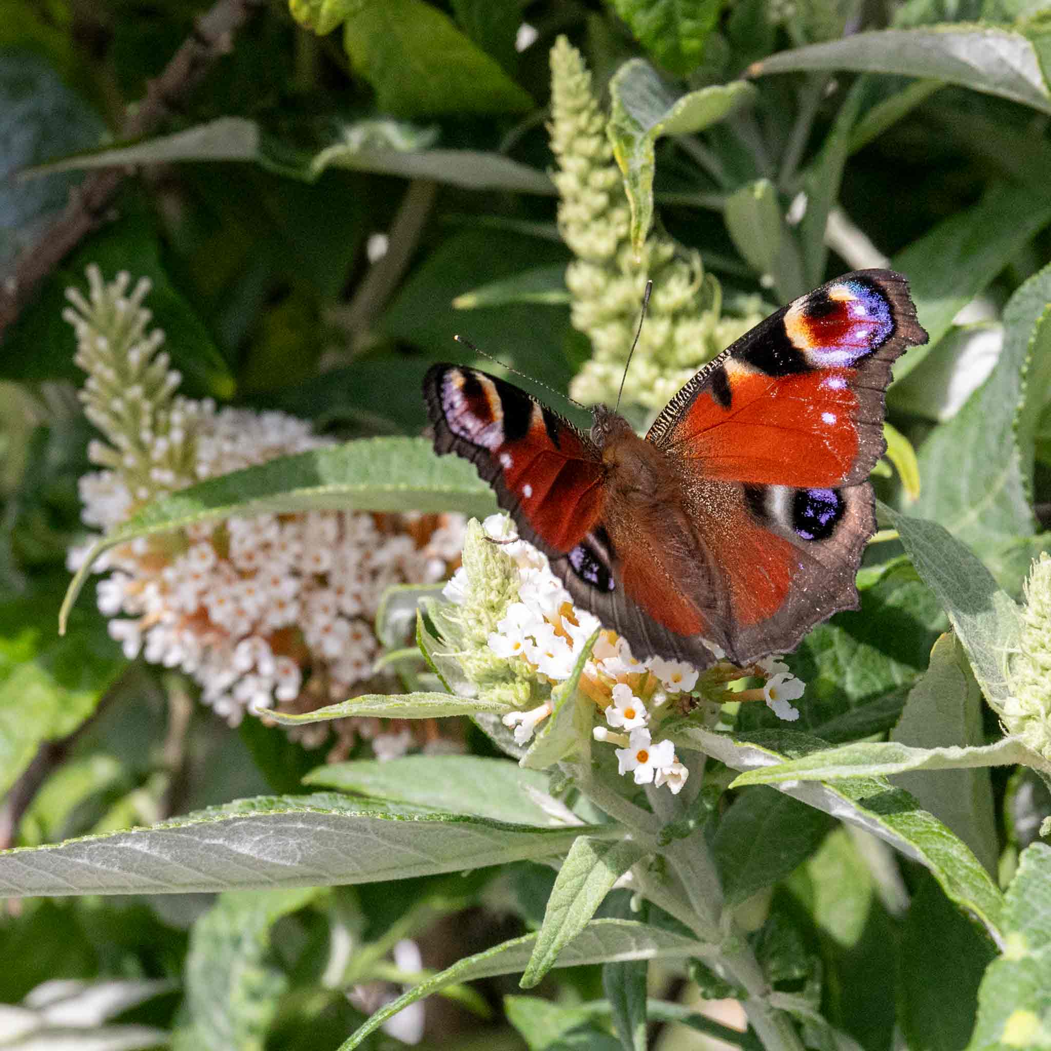 Buddleja 'Butterfly Candy Little White' - Image 4