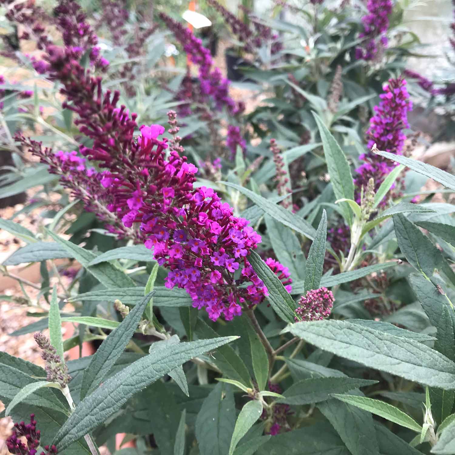 Buddleja dav. 'Butterfly Tower'® - Image 4