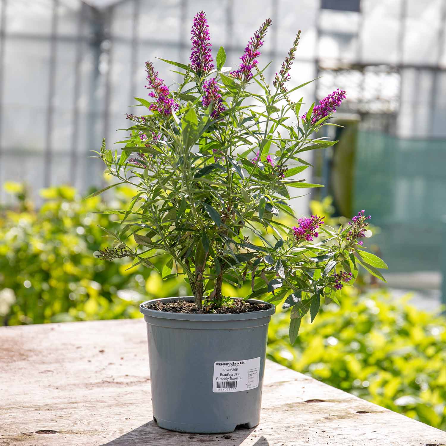 Buddleja dav. 'Butterfly Tower'® - Image 6