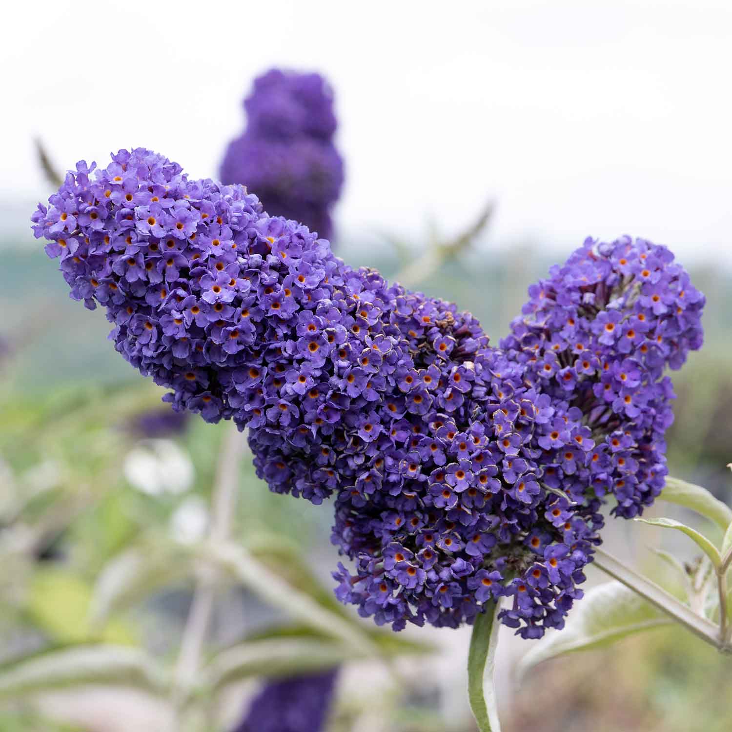 Buddleja 'Davidii Adonis Blue' - Image 2
