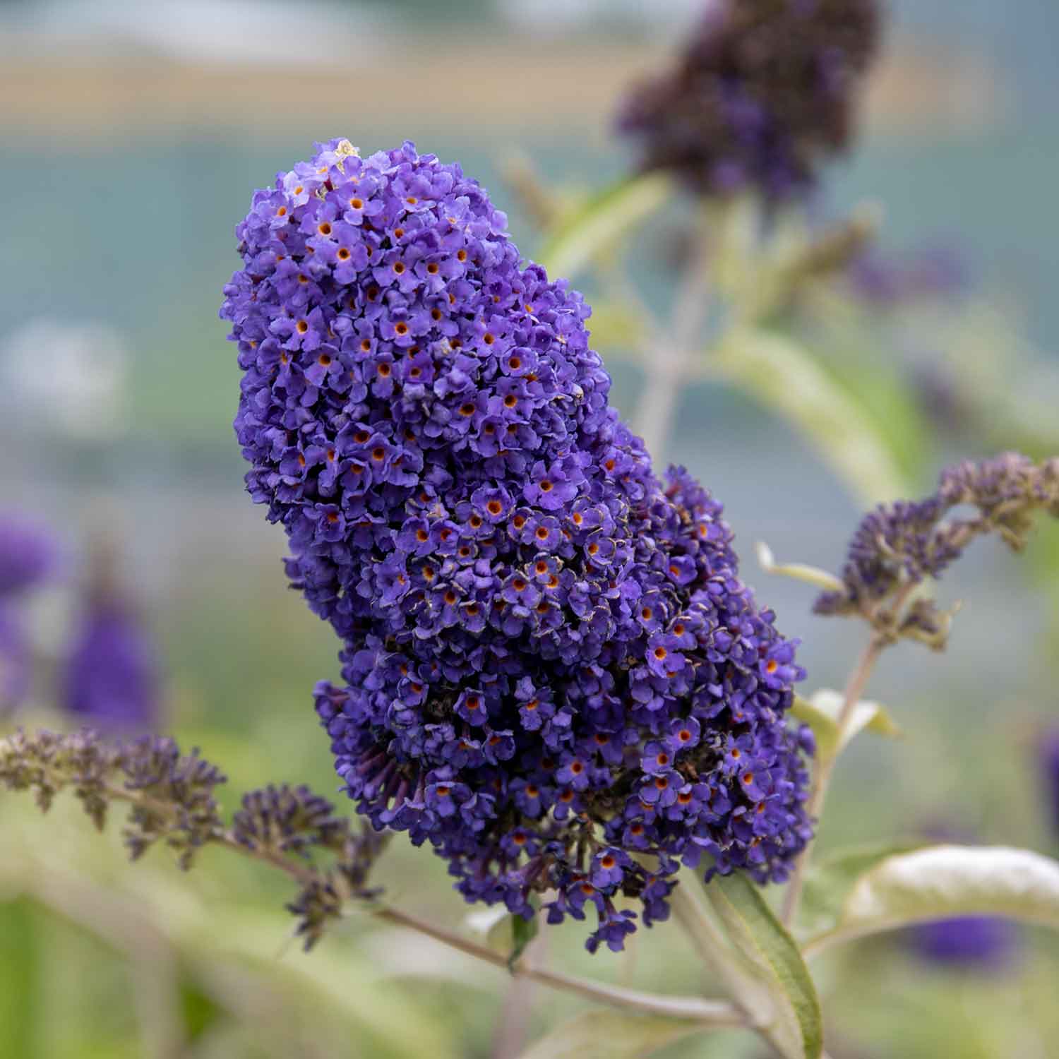 Buddleja 'Davidii Adonis Blue' - Image 3