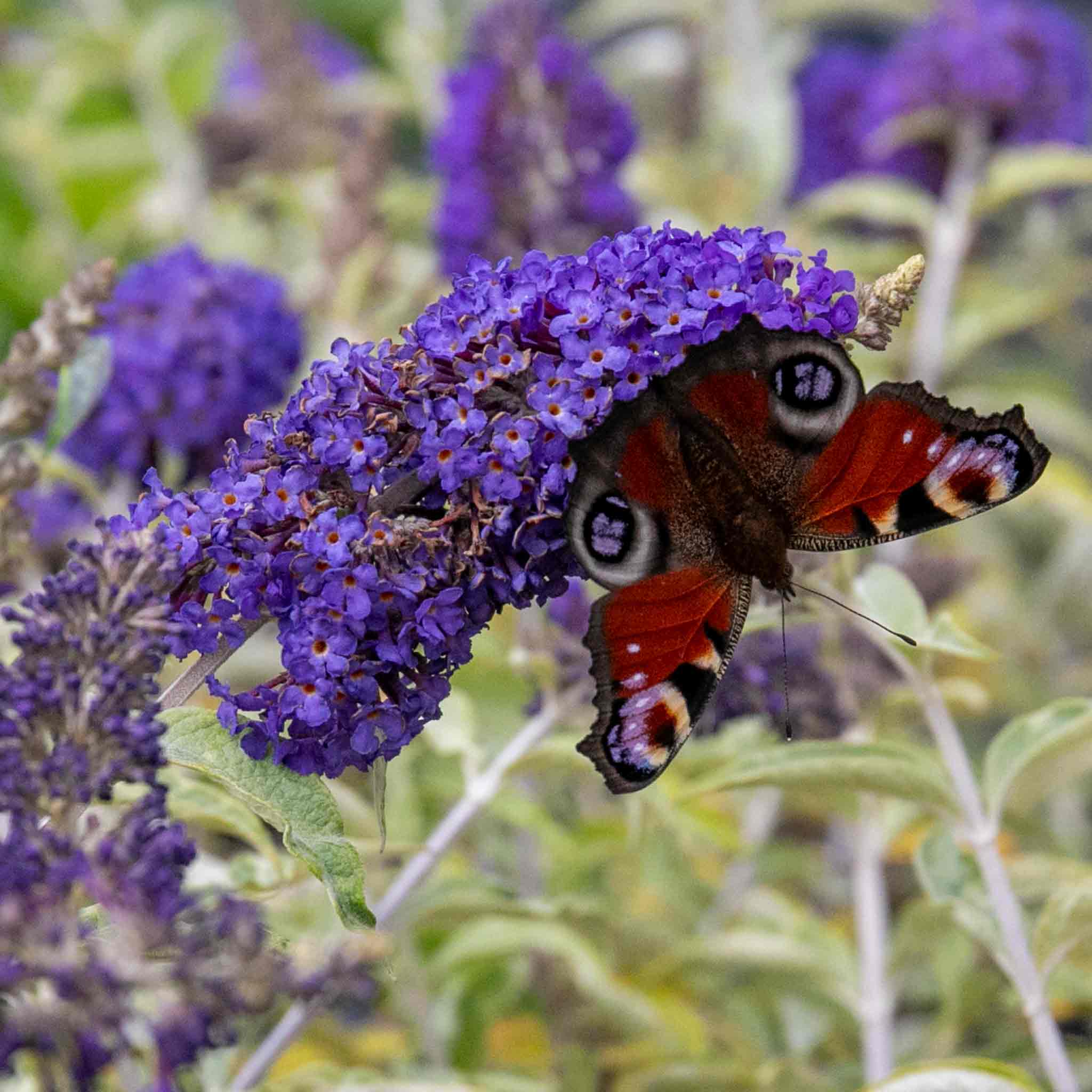 Buddleja 'Davidii Adonis Blue' - Image 4