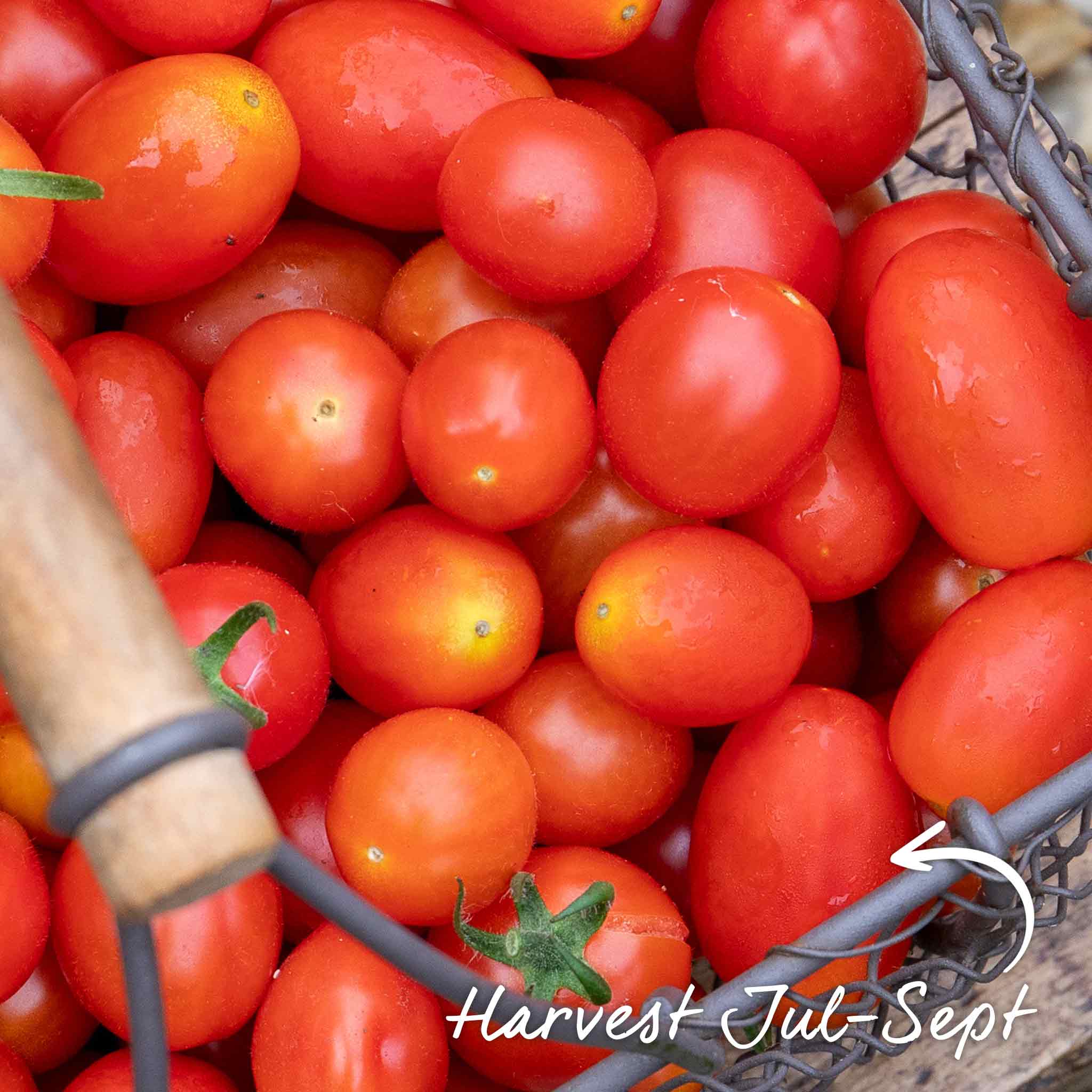 Bush Tomato 'Montello' - Image 14