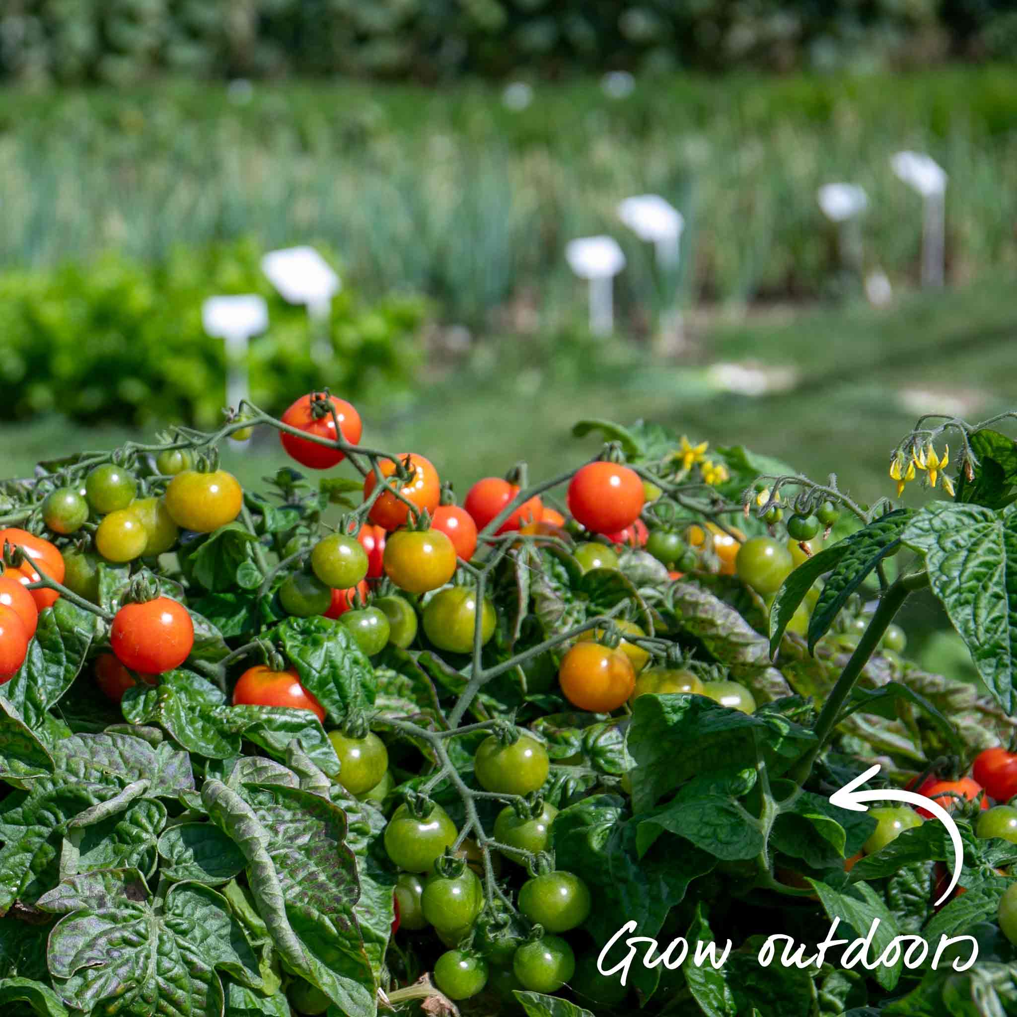 Bush Tomato 'Super Marmande' - Image 8