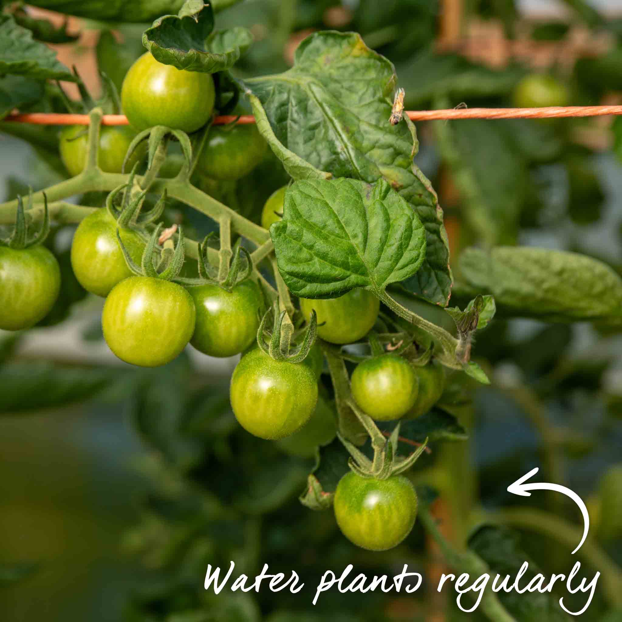 Bush Tomato 'Summerlast' - Image 11