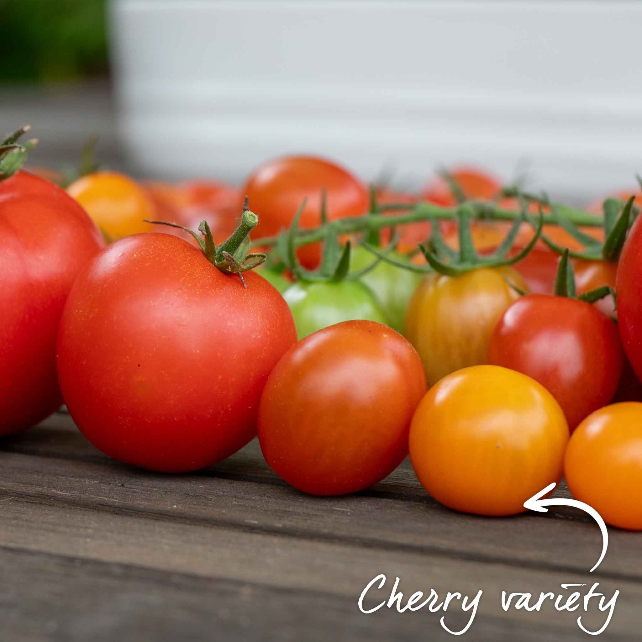 Cordon Tomato 'Yellow Mimi' - Image 6