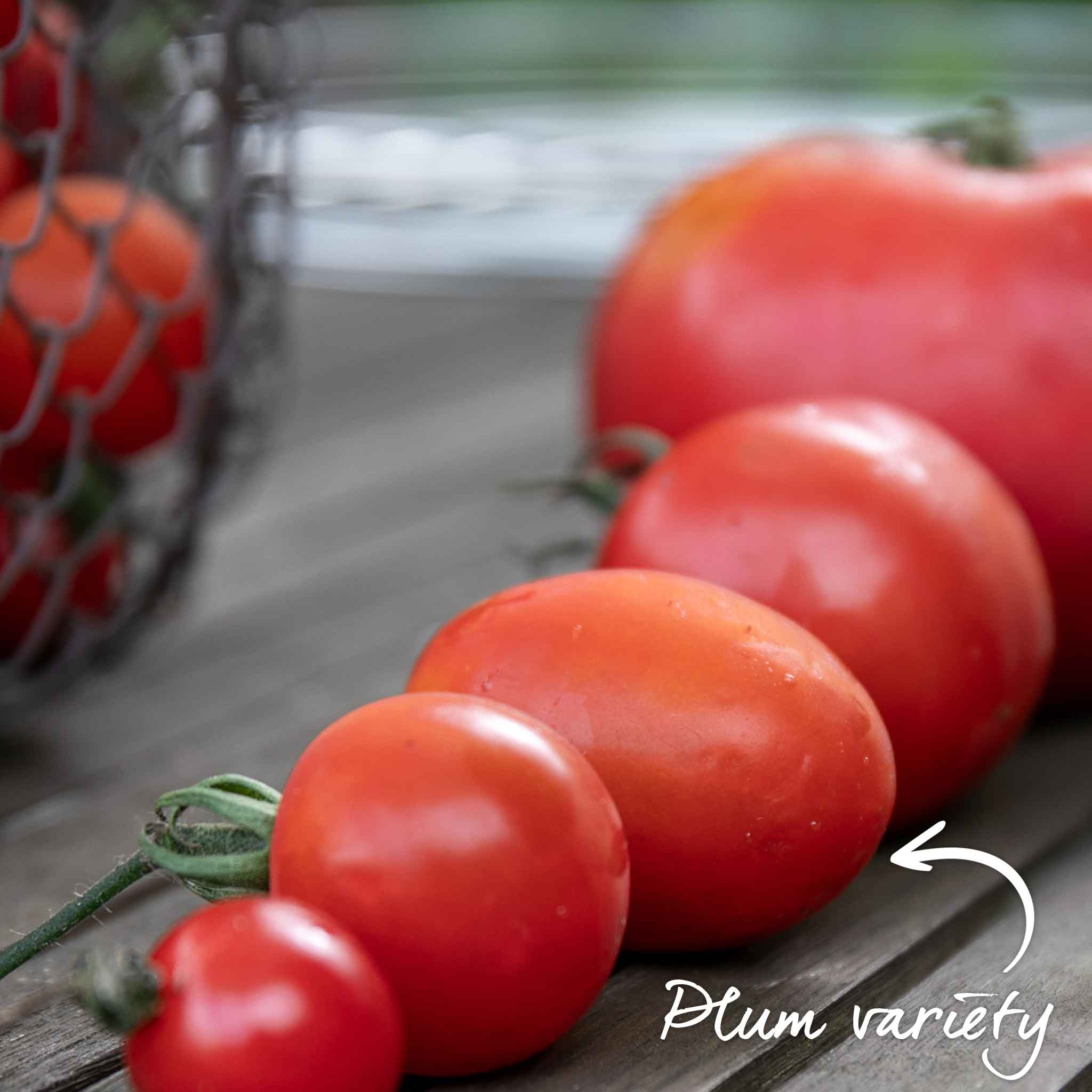 Bush Tomato 'Tropical Ruby' - Image 3