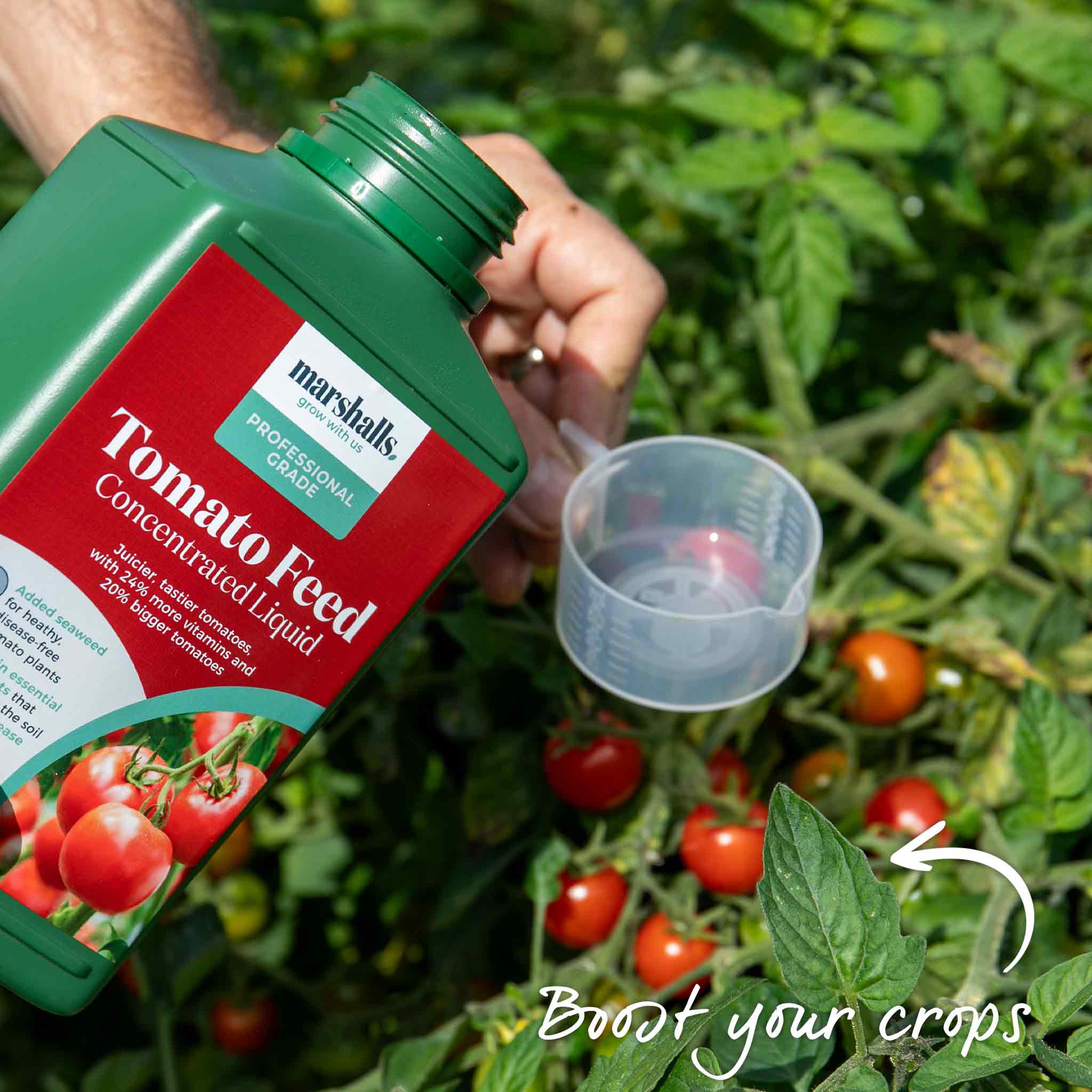 Bush Tomato 'Summerlast' - Image 9