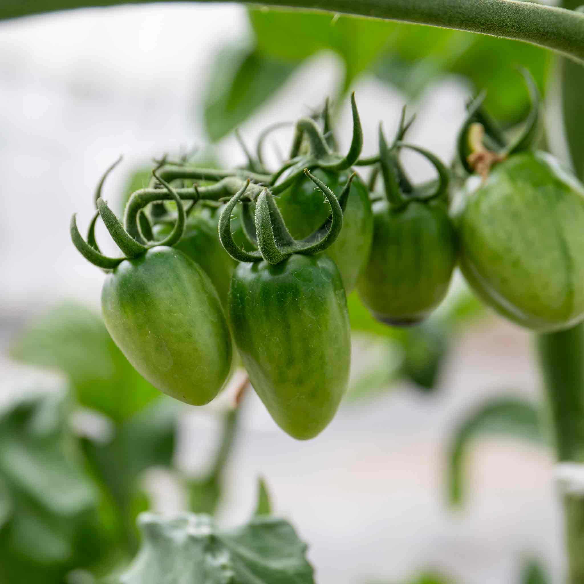 Bush Tomato 'Tropical Ruby' - Image 9