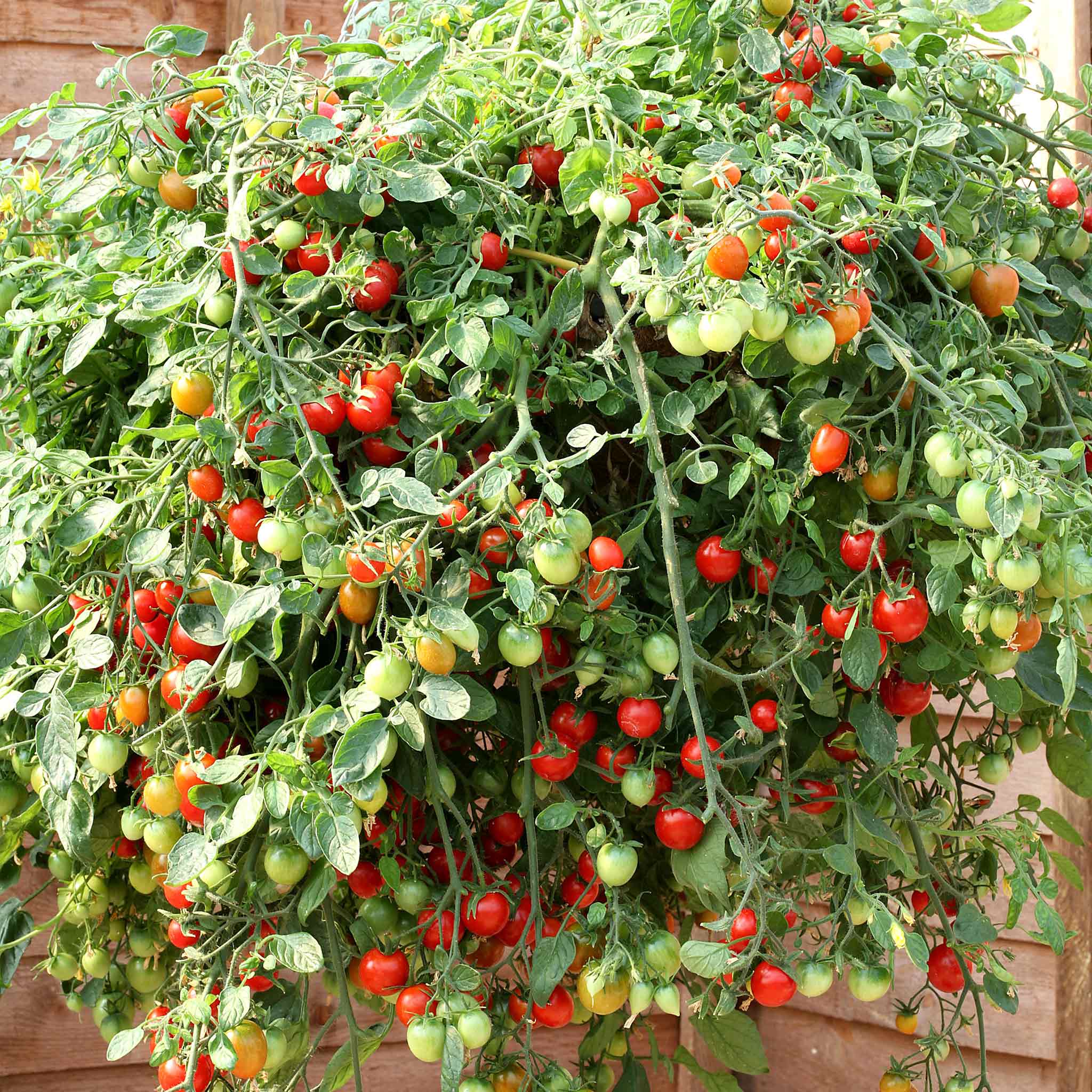 Bush Tomato 'Tumbling Tom'