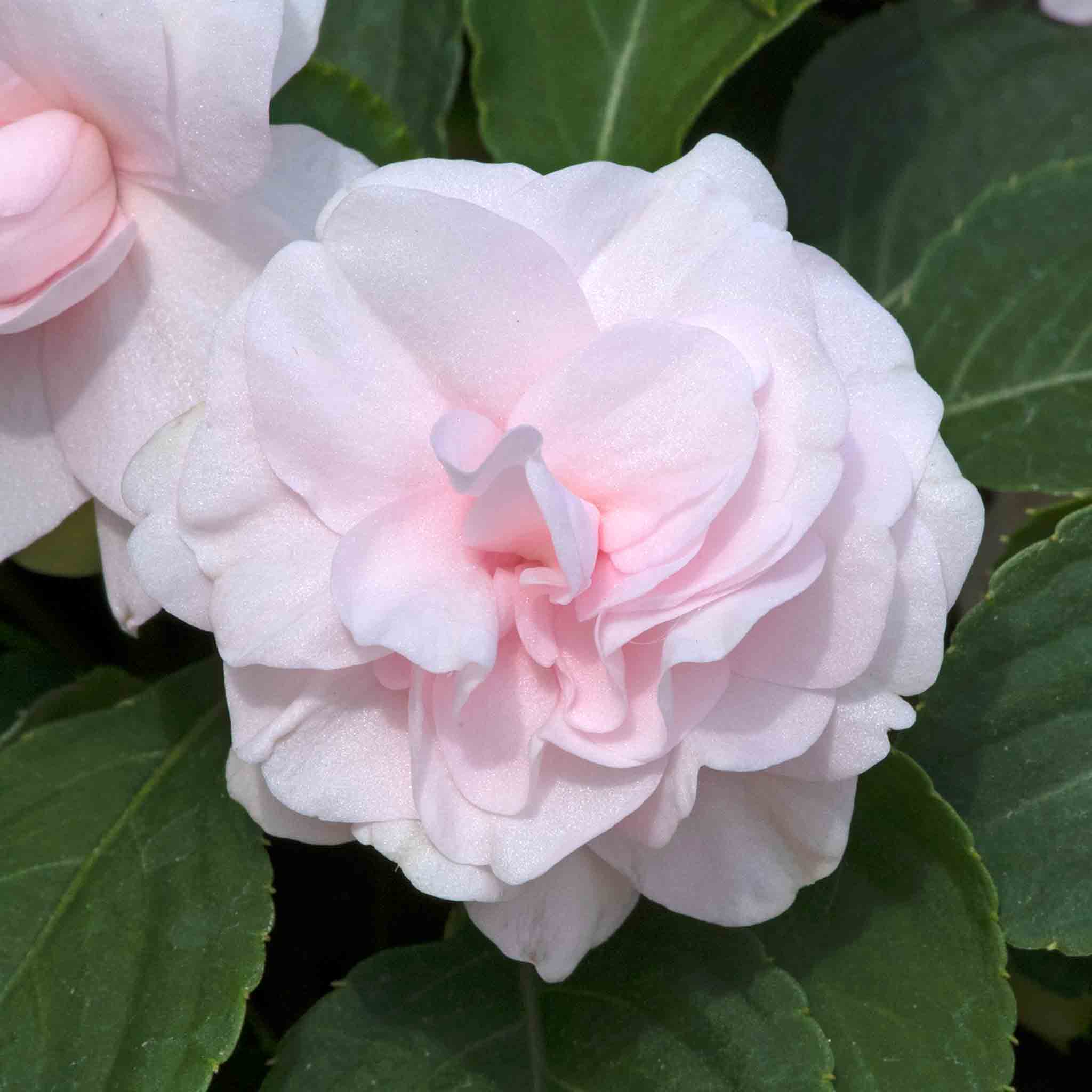 Busy Lizzie 'Glimmer Double Appleblossom' - Image 7