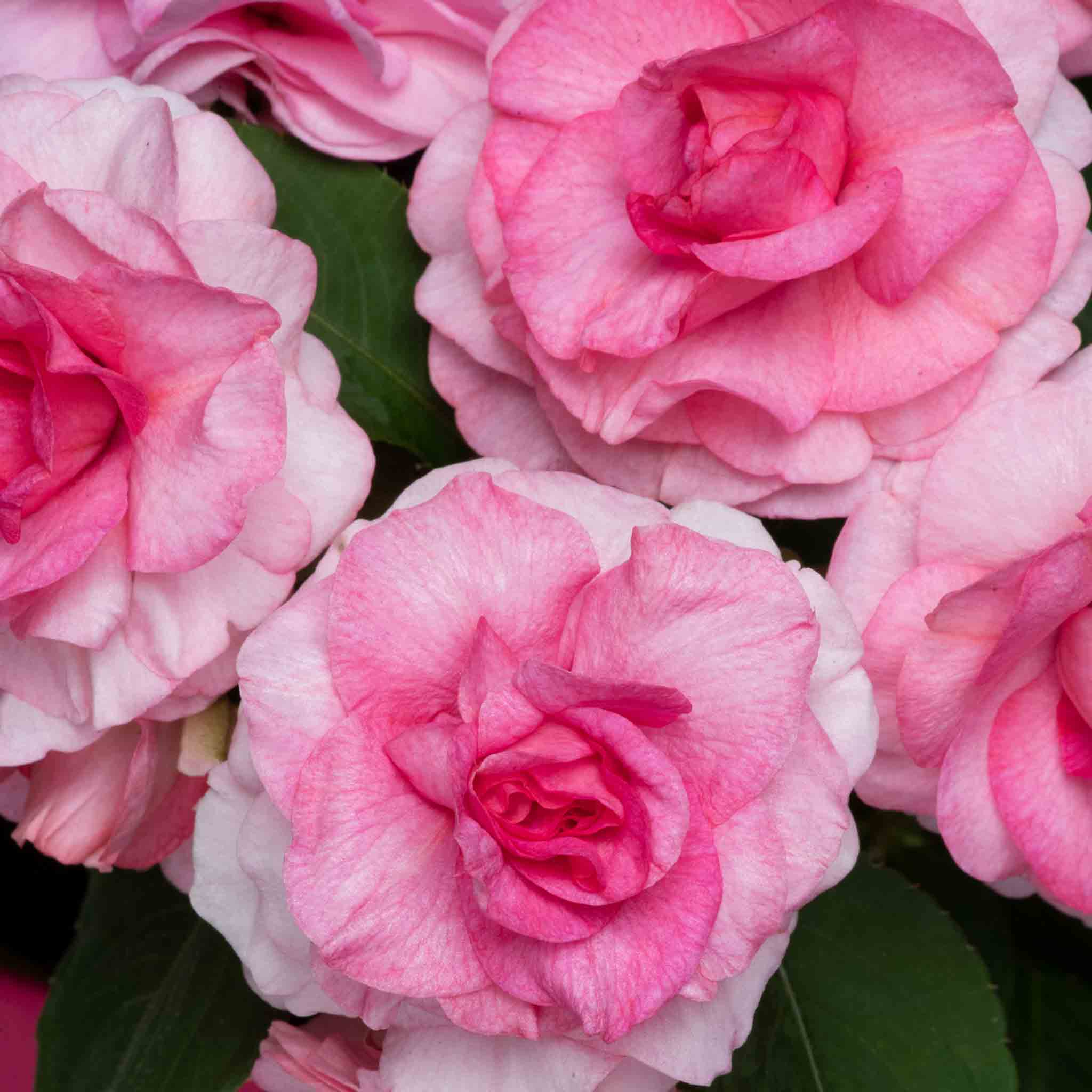 Busy Lizzie 'Glimmer Double' Collection - Image 9