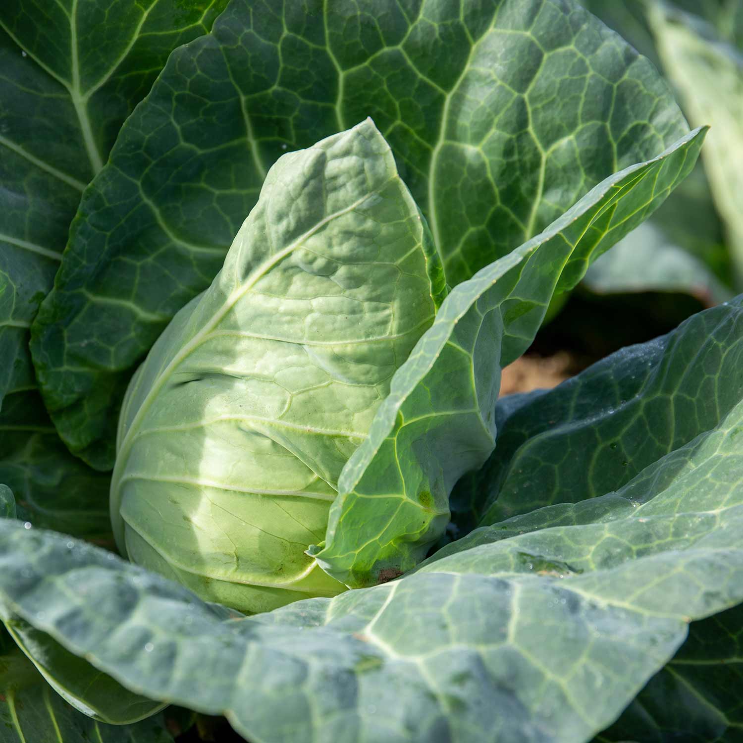 Cabbage Seeds 'Duncan' F1 - Image 2