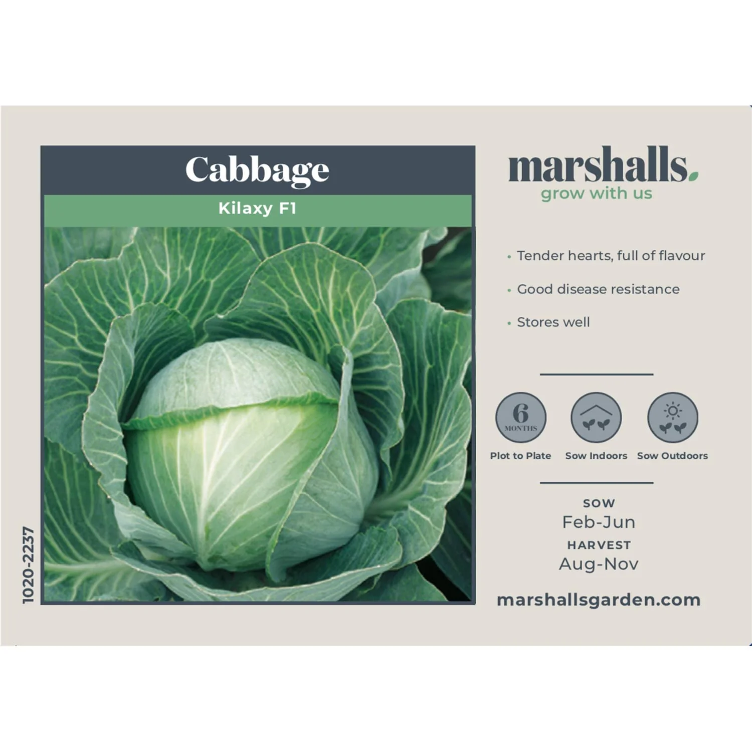 Cabbage Seeds 'Kilaxy' F1 - Image 4