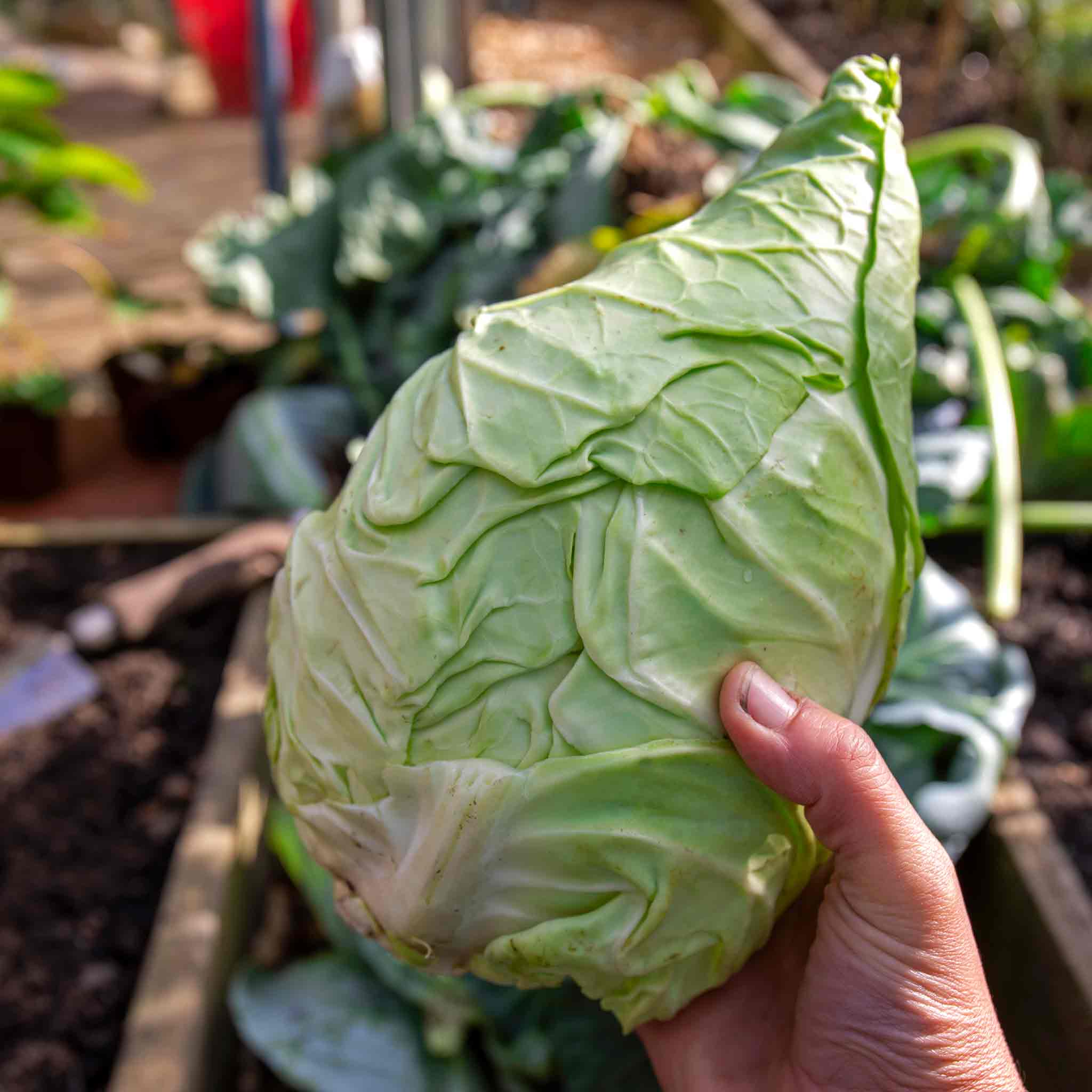 Cabbage 'Pointed Hispi' - Image 4