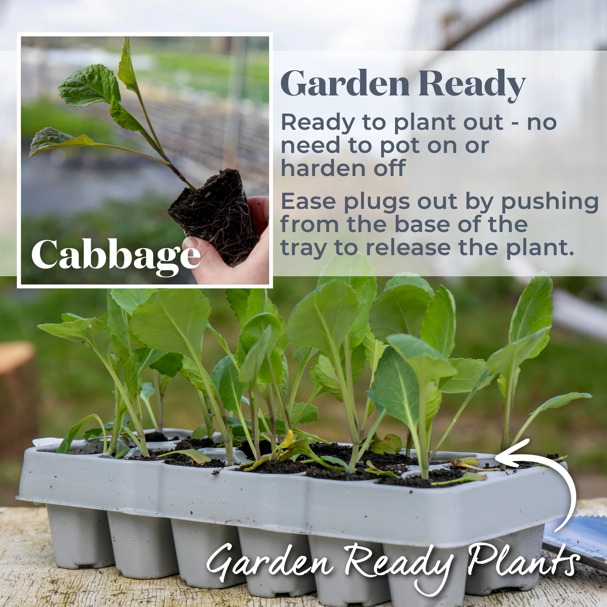 Cabbage 'Pointed Hispi' - Image 5