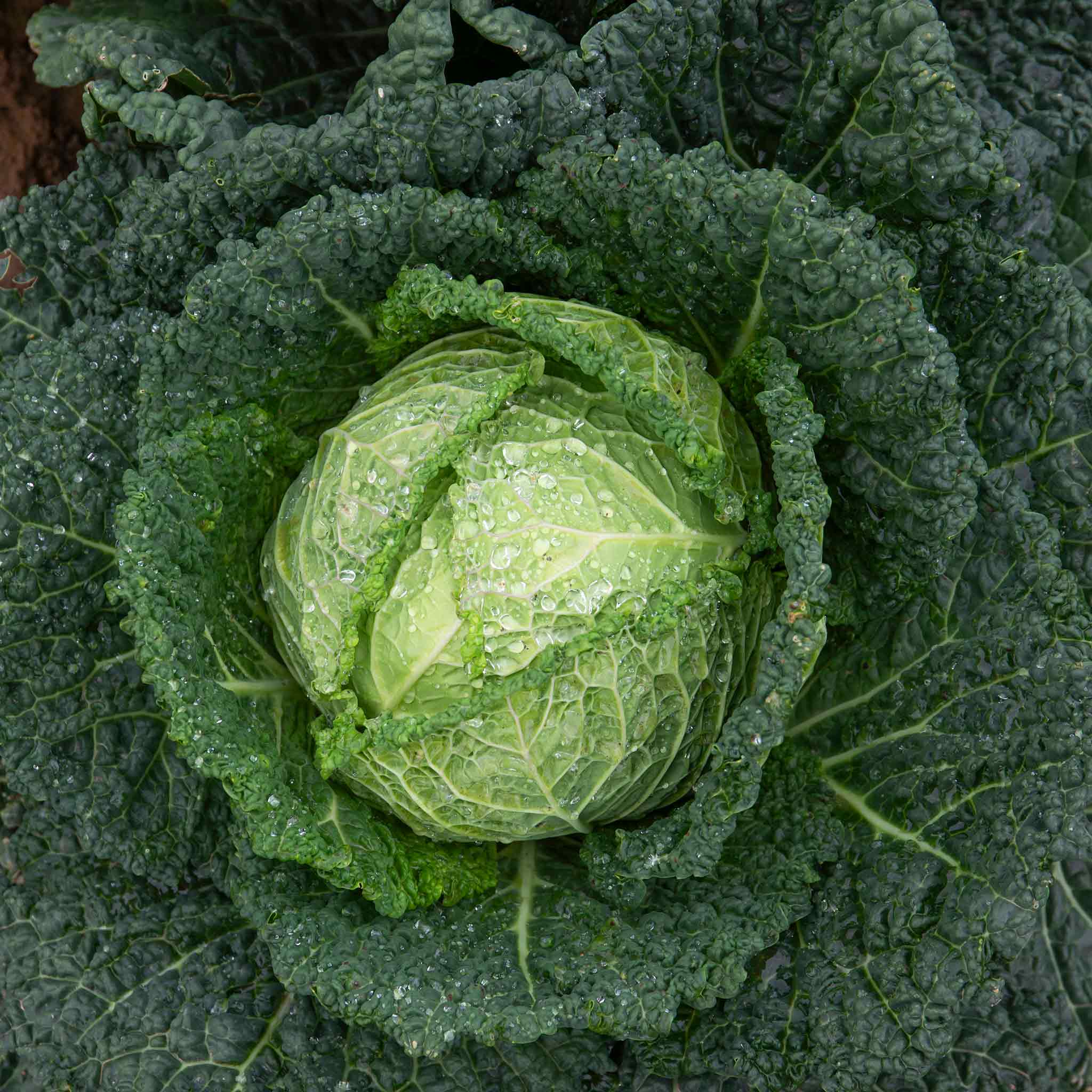 Cabbage 'Savoy Serpentine' - Image 3