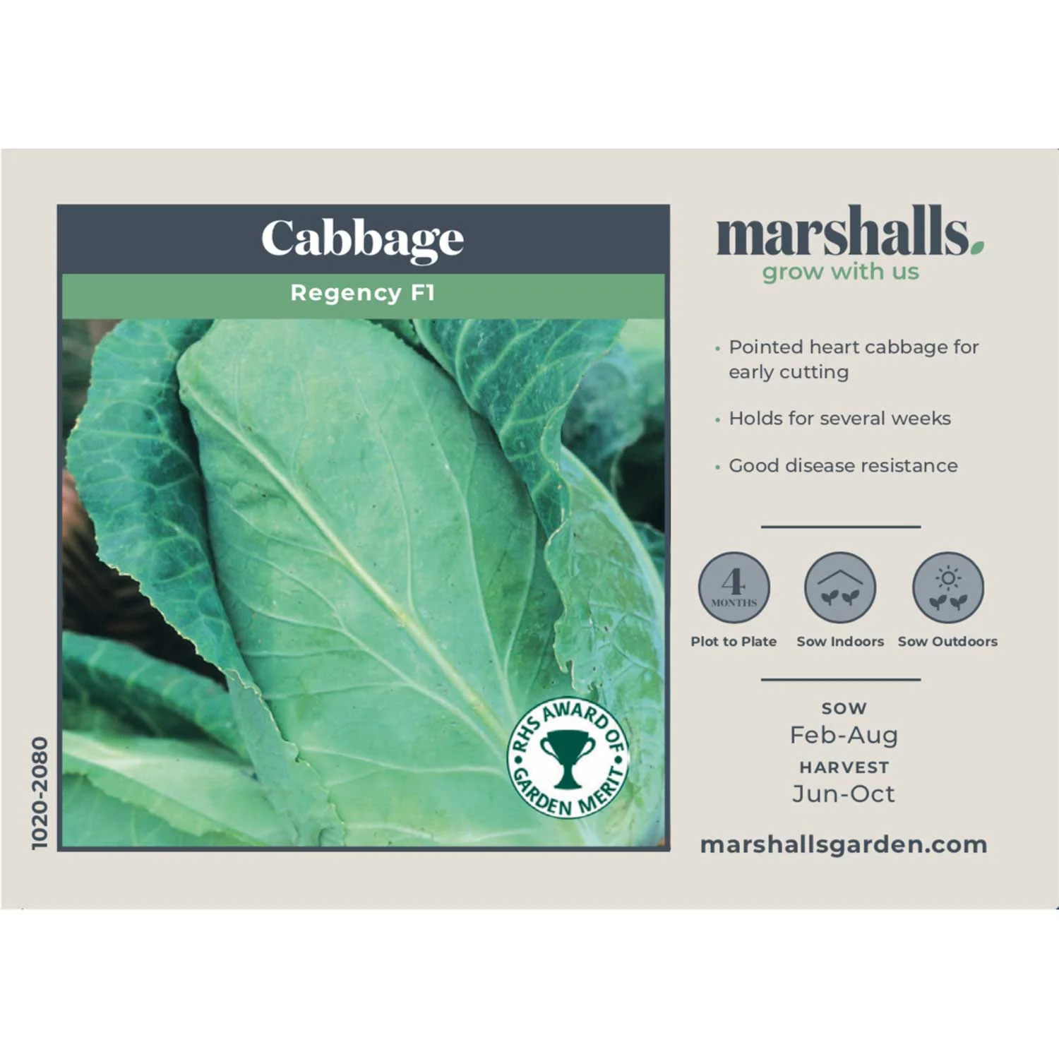 Cabbage Seeds 'Regency' F1 - Image 4