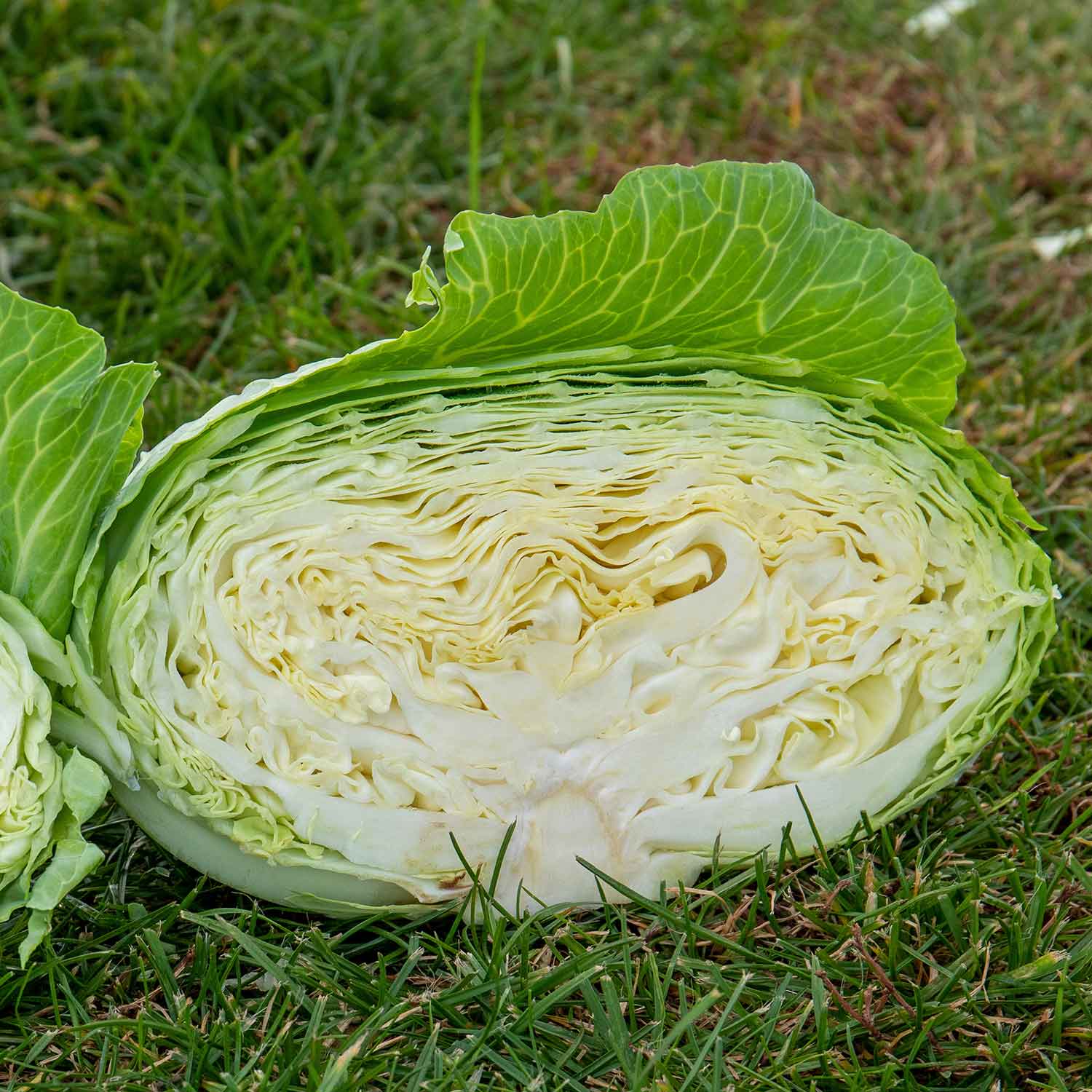 Cabbage Seeds 'Felicity' F1 - Image 6