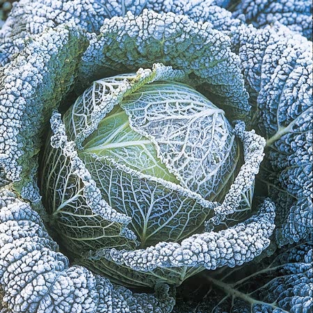 Cabbage Seeds 'Alaska' F1