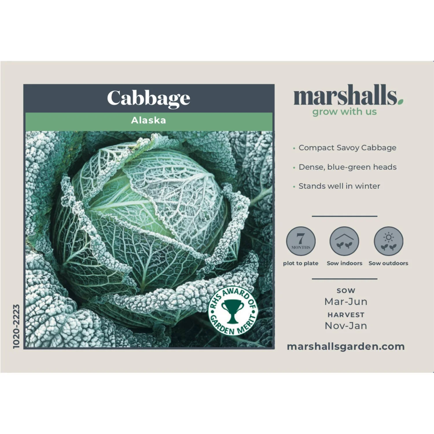 Cabbage Seeds 'Alaska' F1 - Image 2