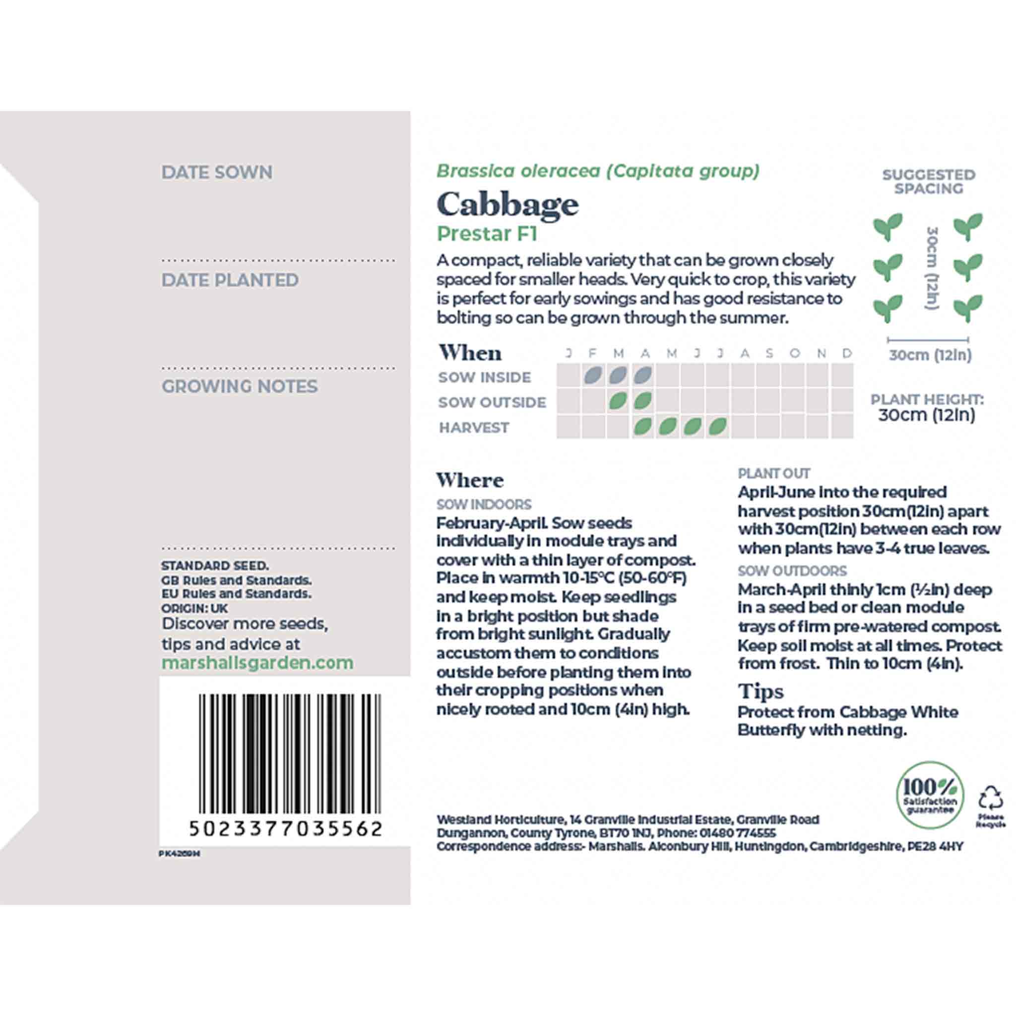 Cabbage Seeds 'Prestar' - Image 3