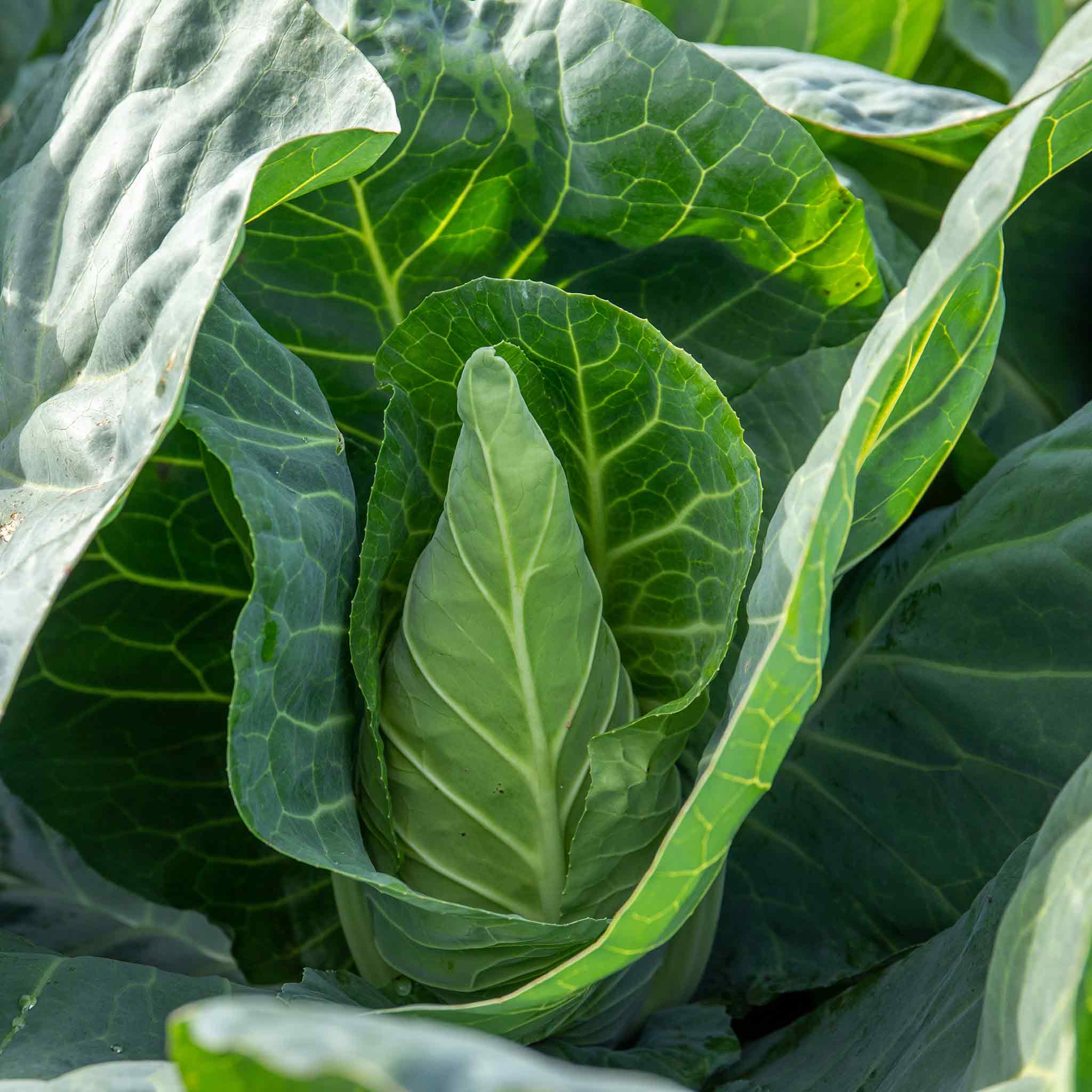 Cabbage Seeds 'Winningstadt' - Image 4