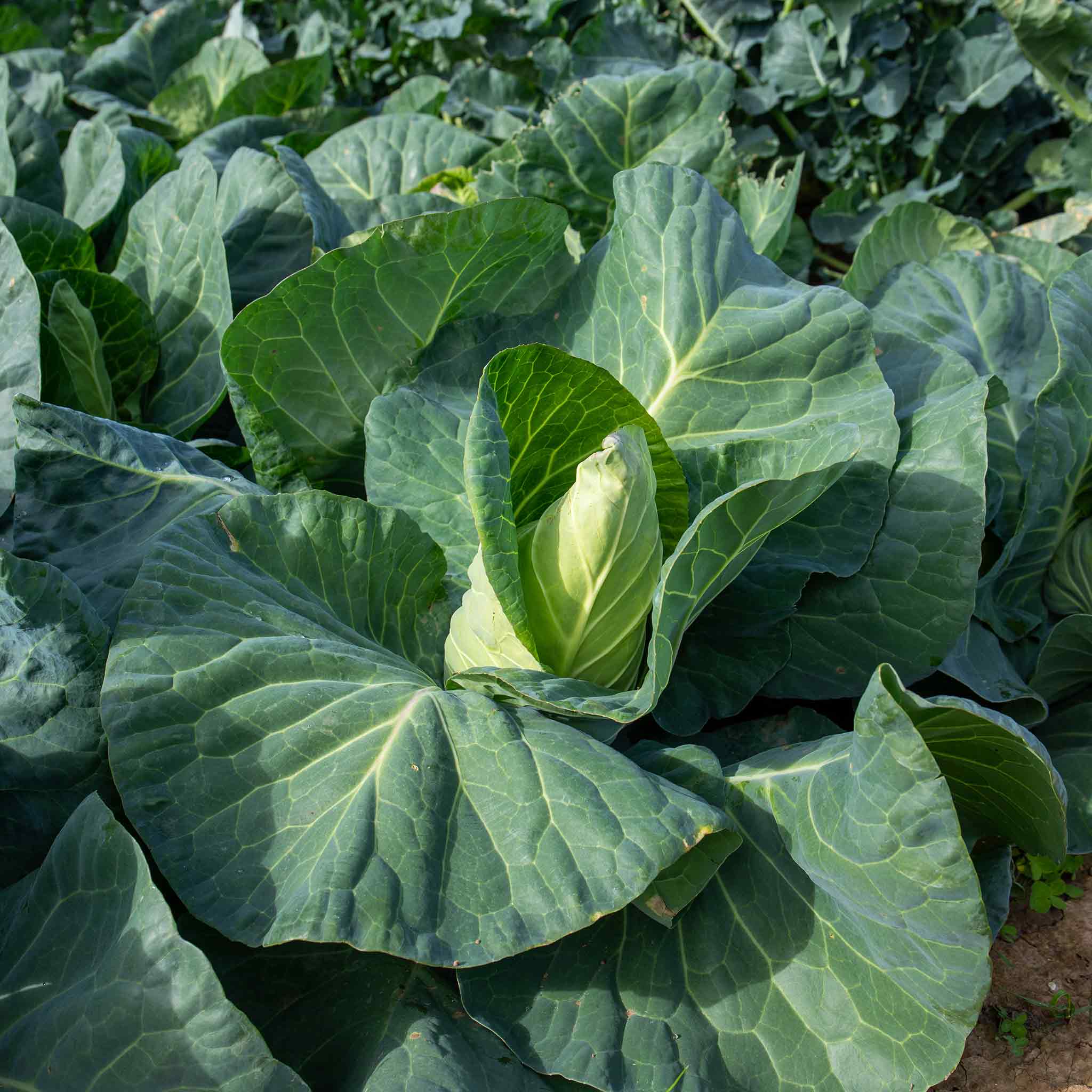Cabbage Seeds 'Winningstadt' - Image 5