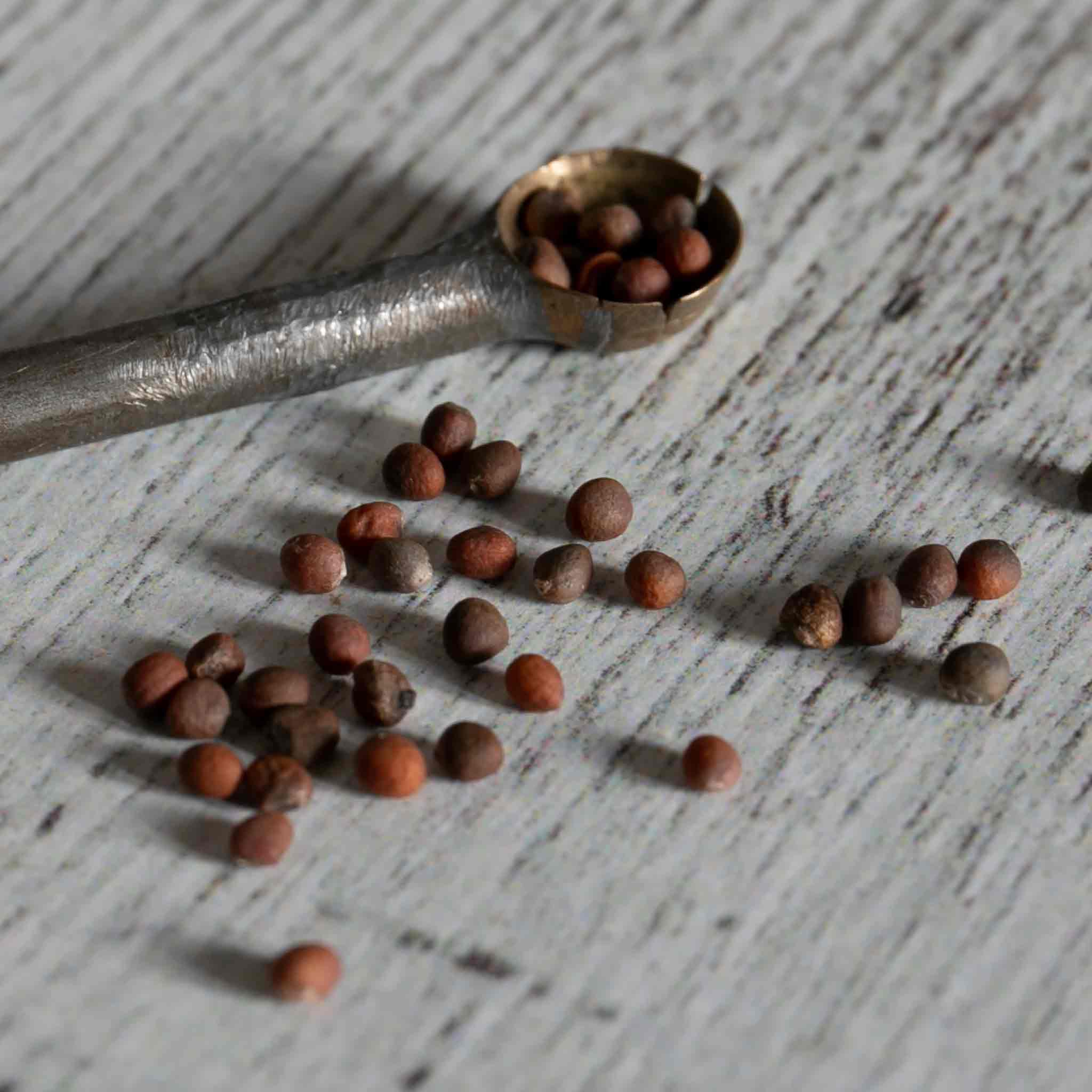 Broccoli Seeds 'Extra Early Rudolph' - Image 2